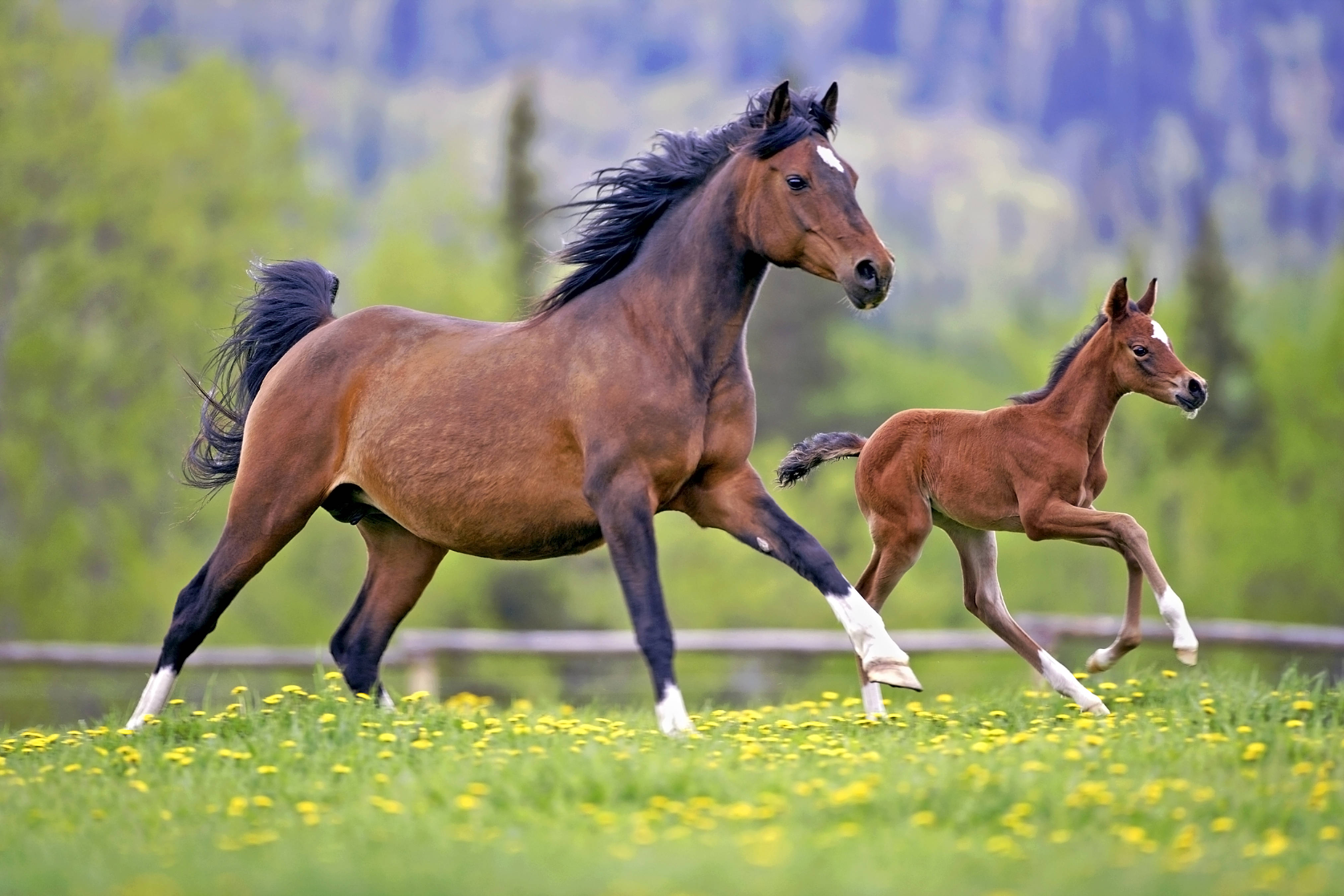 mother horse, young foal, sunlit meadow, 4K Desktop Wallpaper