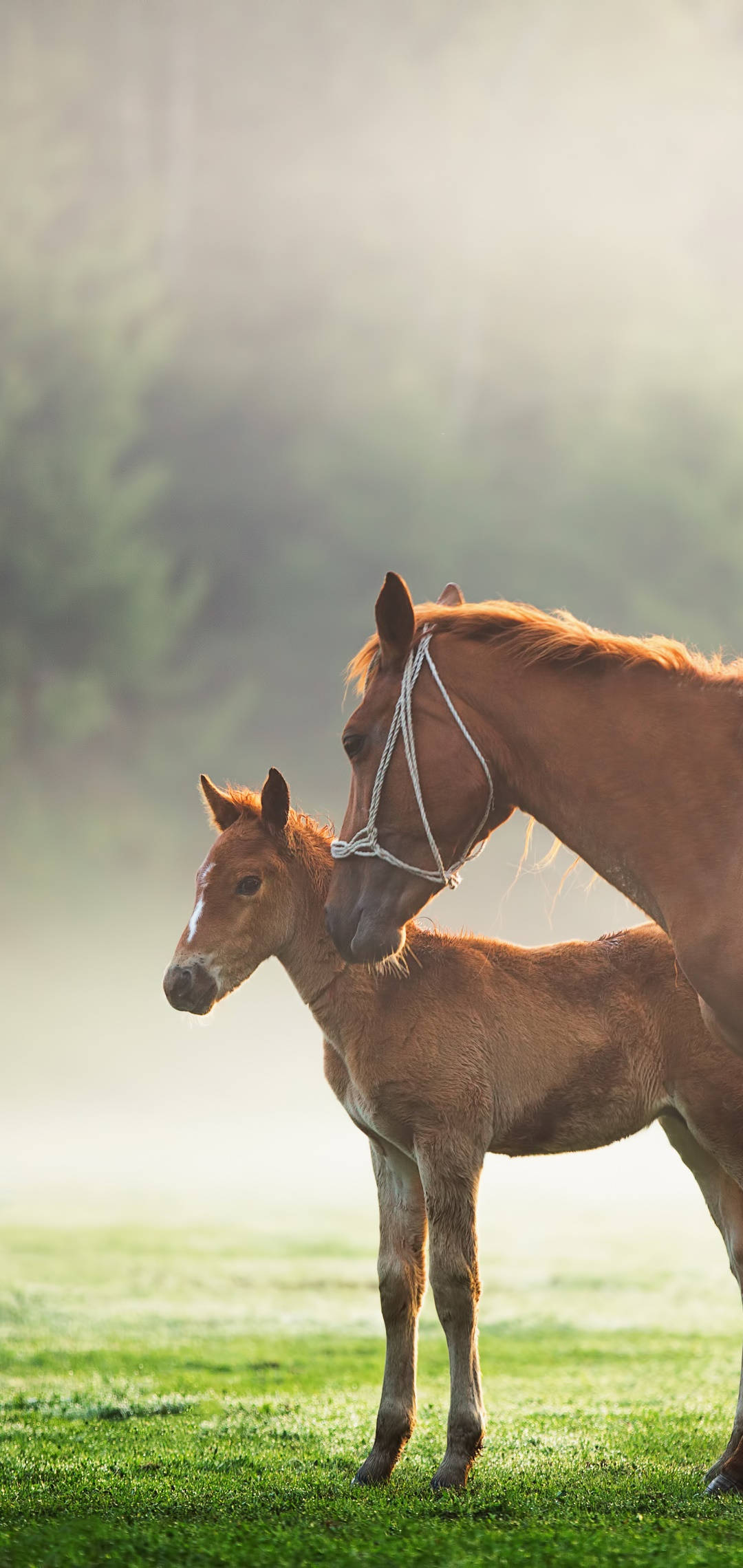 brown horse, baby foal, misty meadow, Full HD Phone Wallpaper