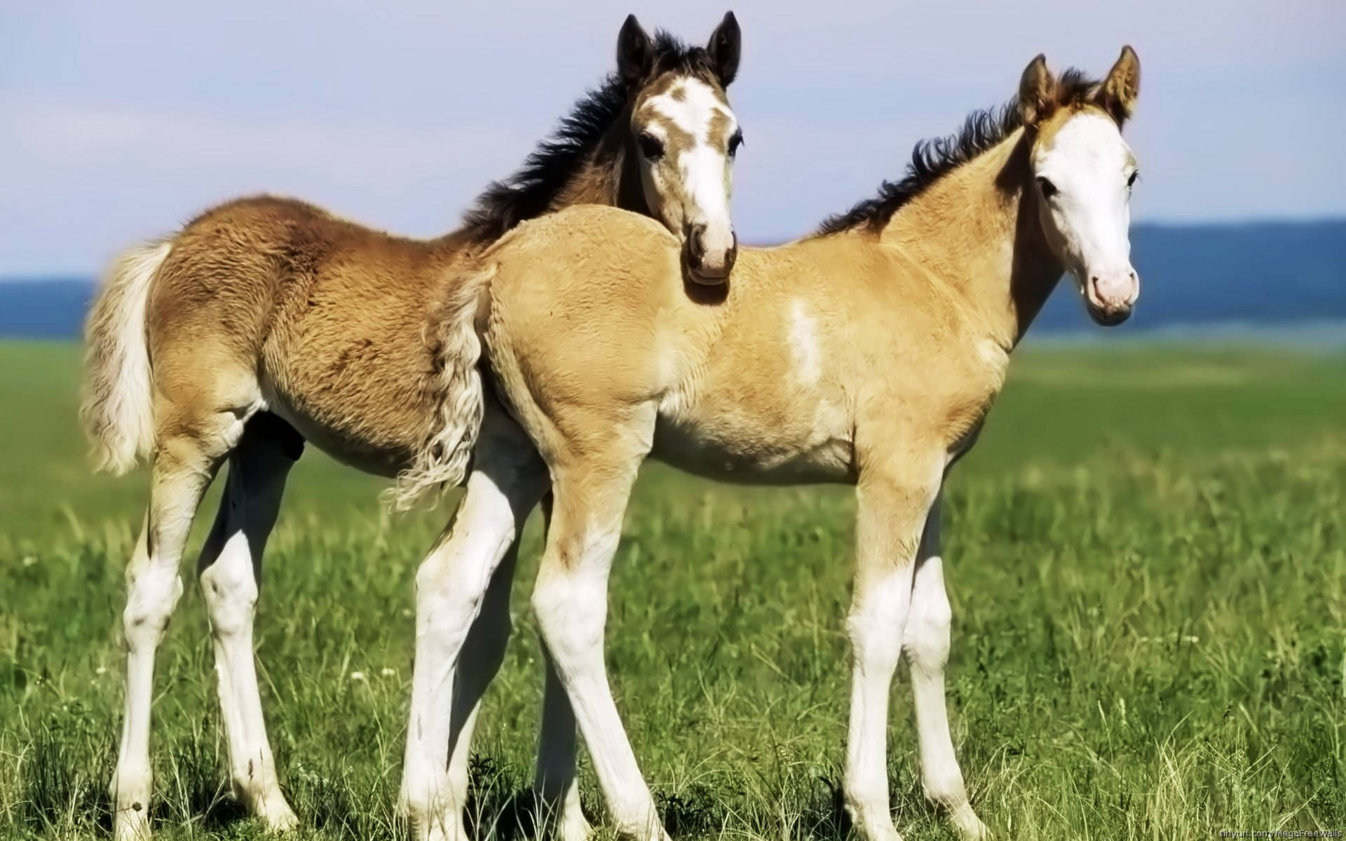 foal, meadow, sunlit, Full HD Desktop Wallpaper