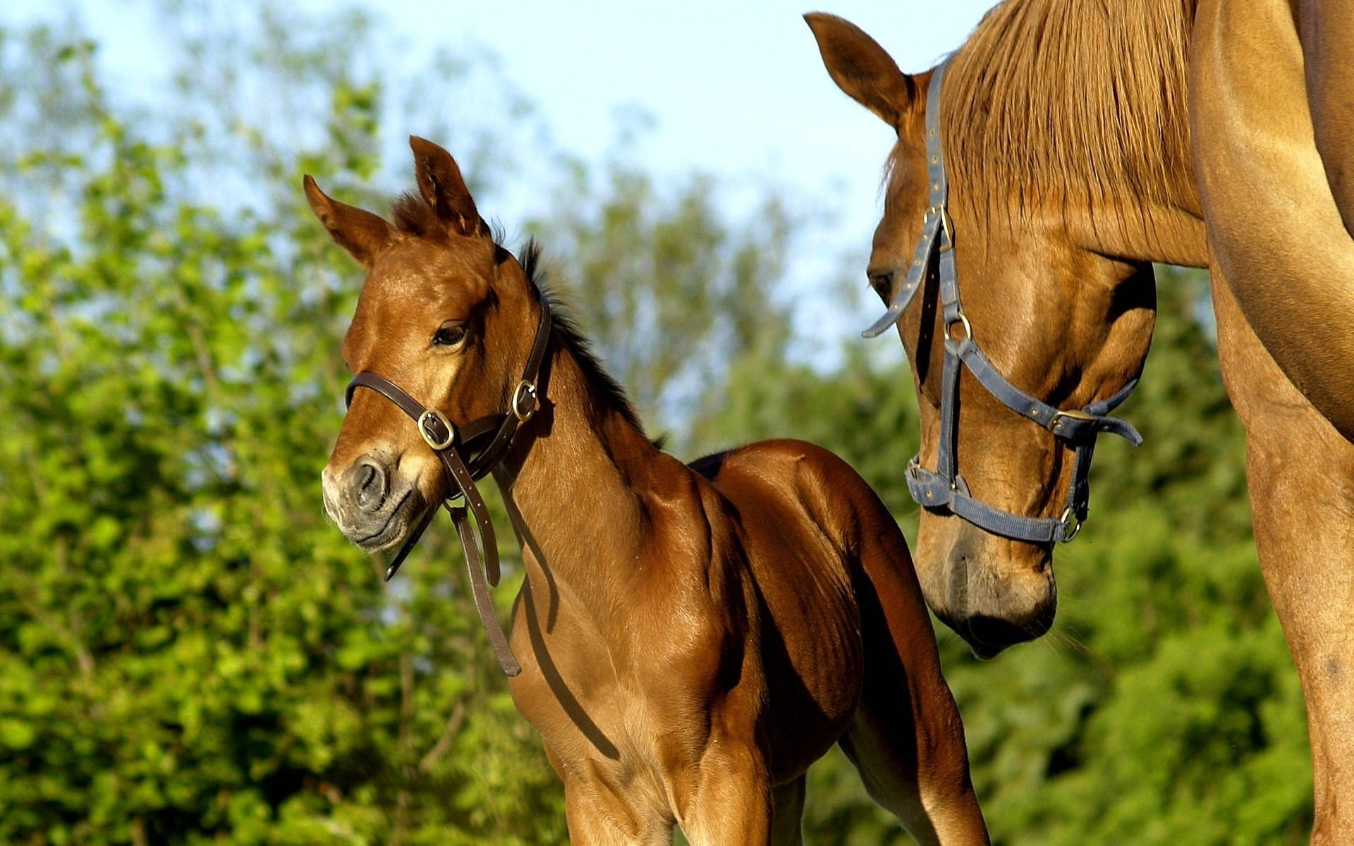 mother horse, young foal, chestnut foal, Full HD Desktop Wallpaper