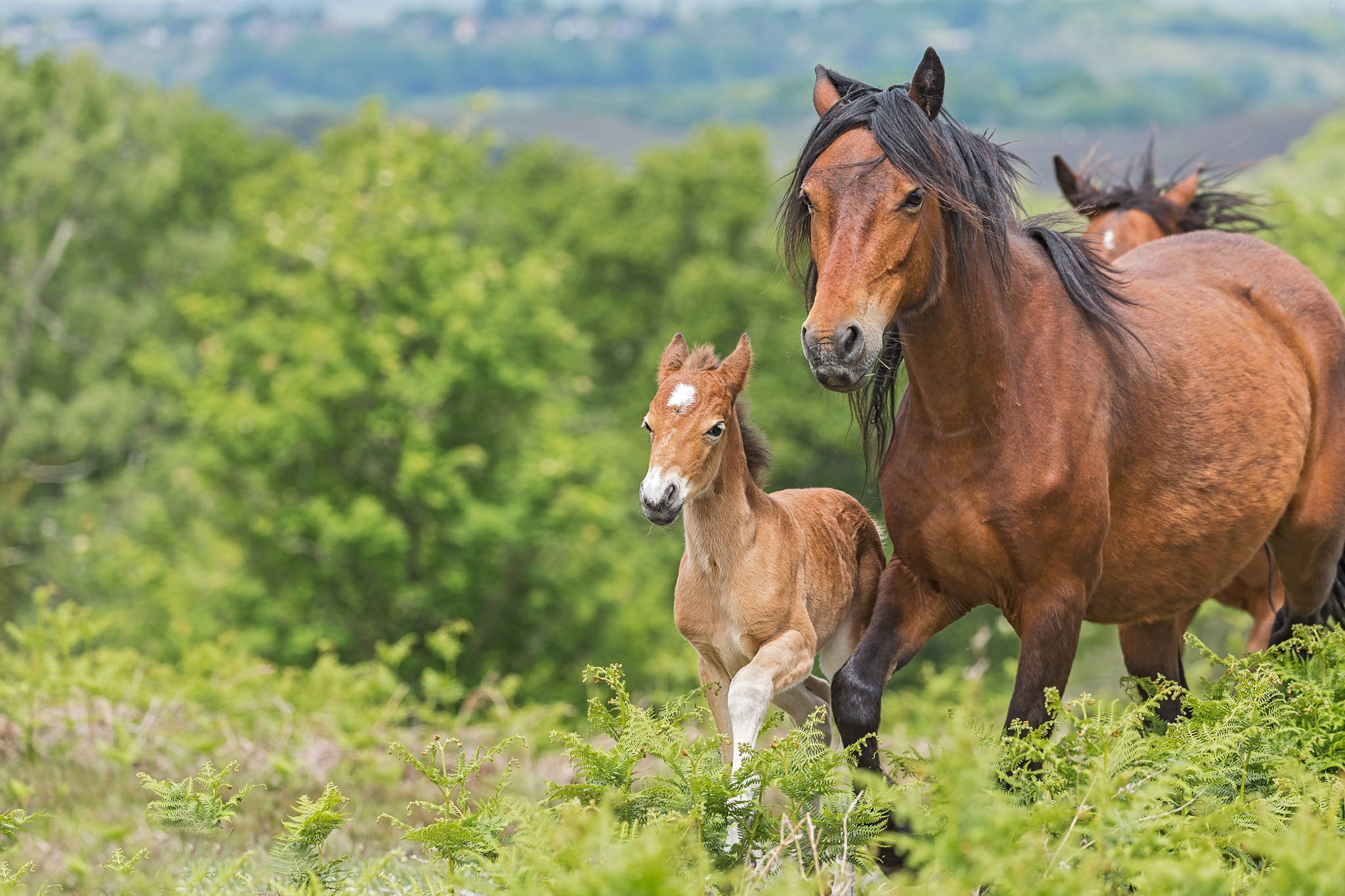foal, brown mare, lush green field, Full HD Desktop Wallpaper