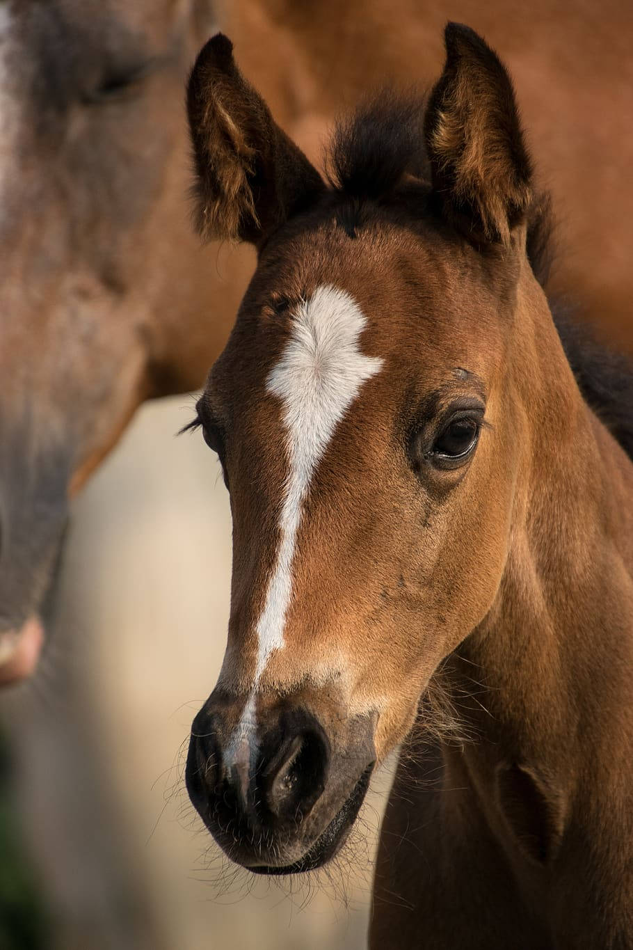 chestnut foal, white blaze, close-up headshot, HD Phone Wallpaper