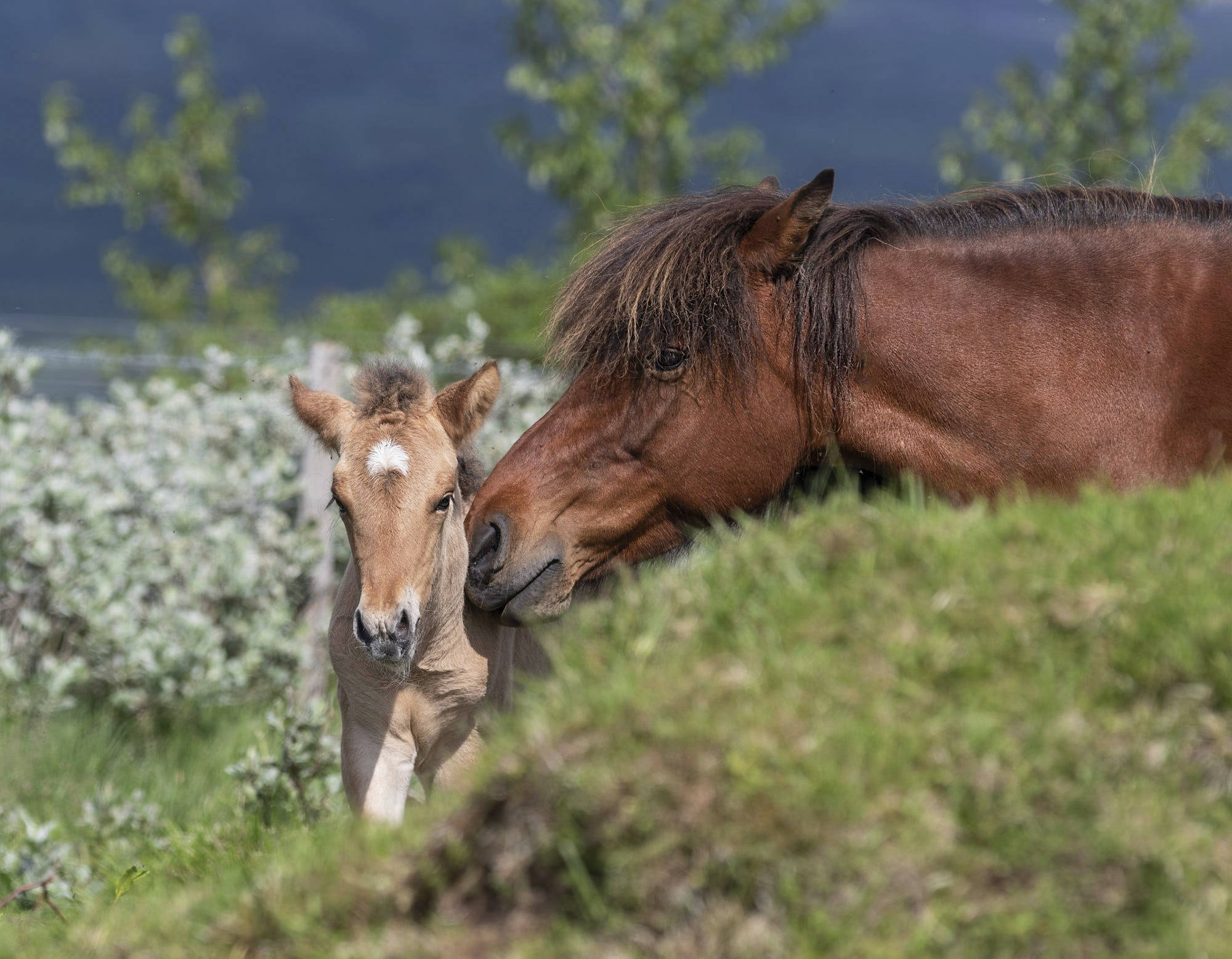 mother horse, baby foal, brown mare, Full HD Desktop Wallpaper