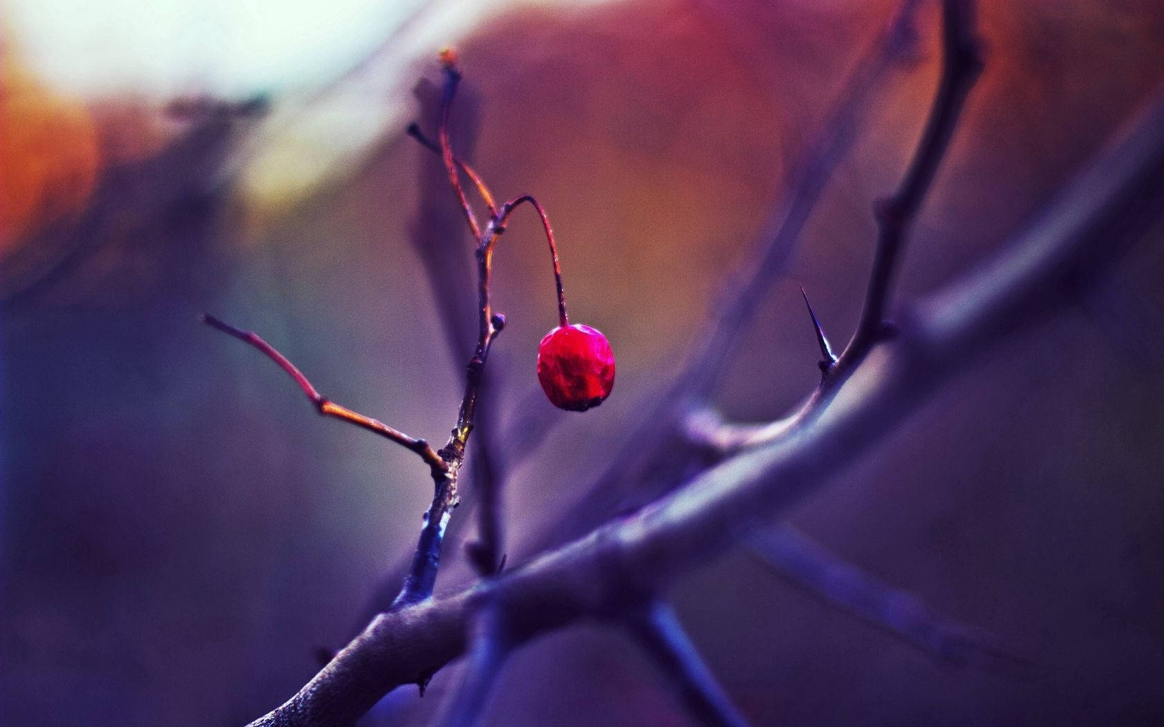 Focus, hawthorn berry, thorny branch, HD Desktop Wallpaper