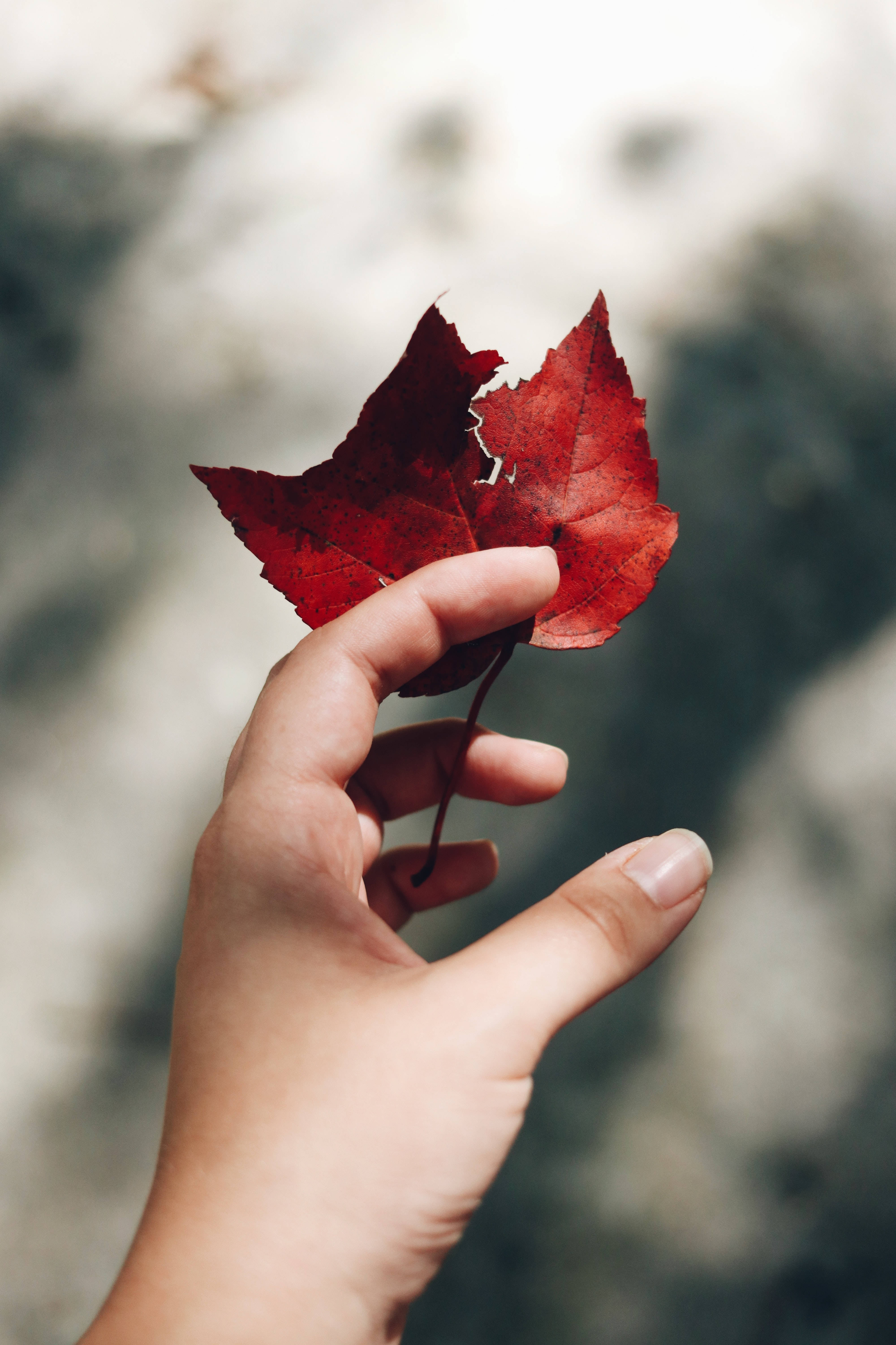 vibrant red maple leaf, torn edge, softly blurred natural background, 5K Phone Wallpaper
