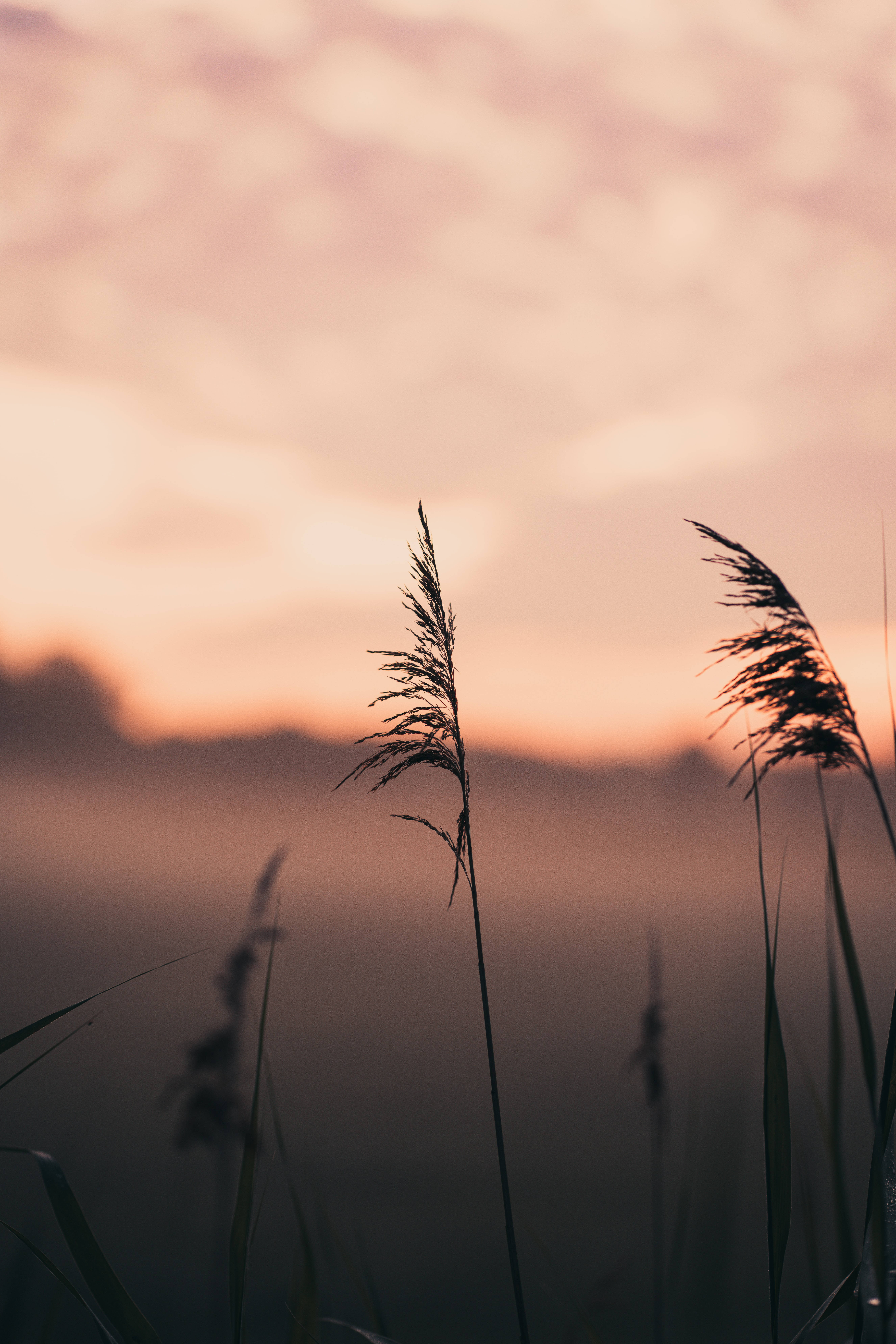 grass silhouette, sunset, pink sky, 8K Phone Wallpaper
