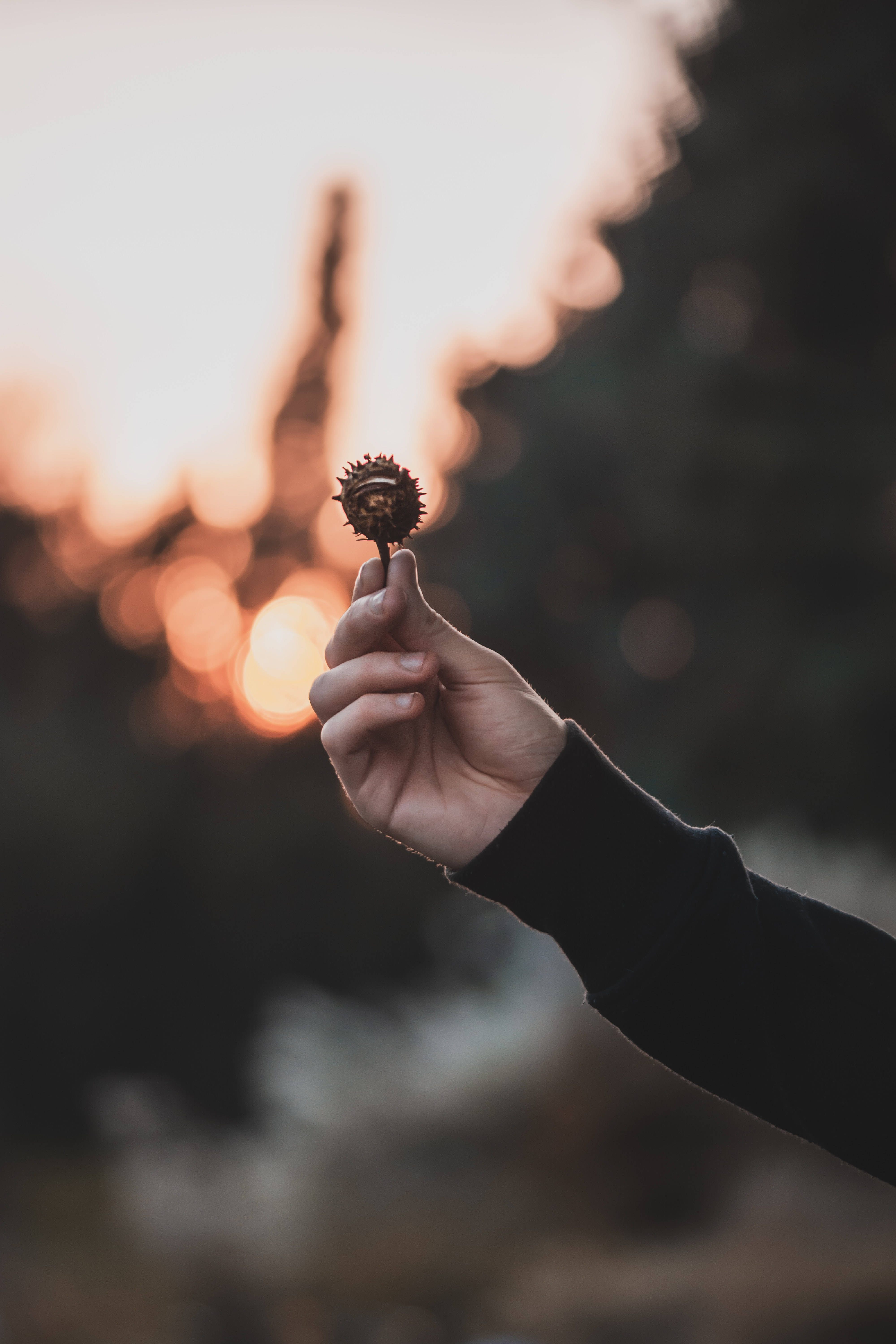 Focus, chestnut, warm blurred sunset, 5K Phone Wallpaper