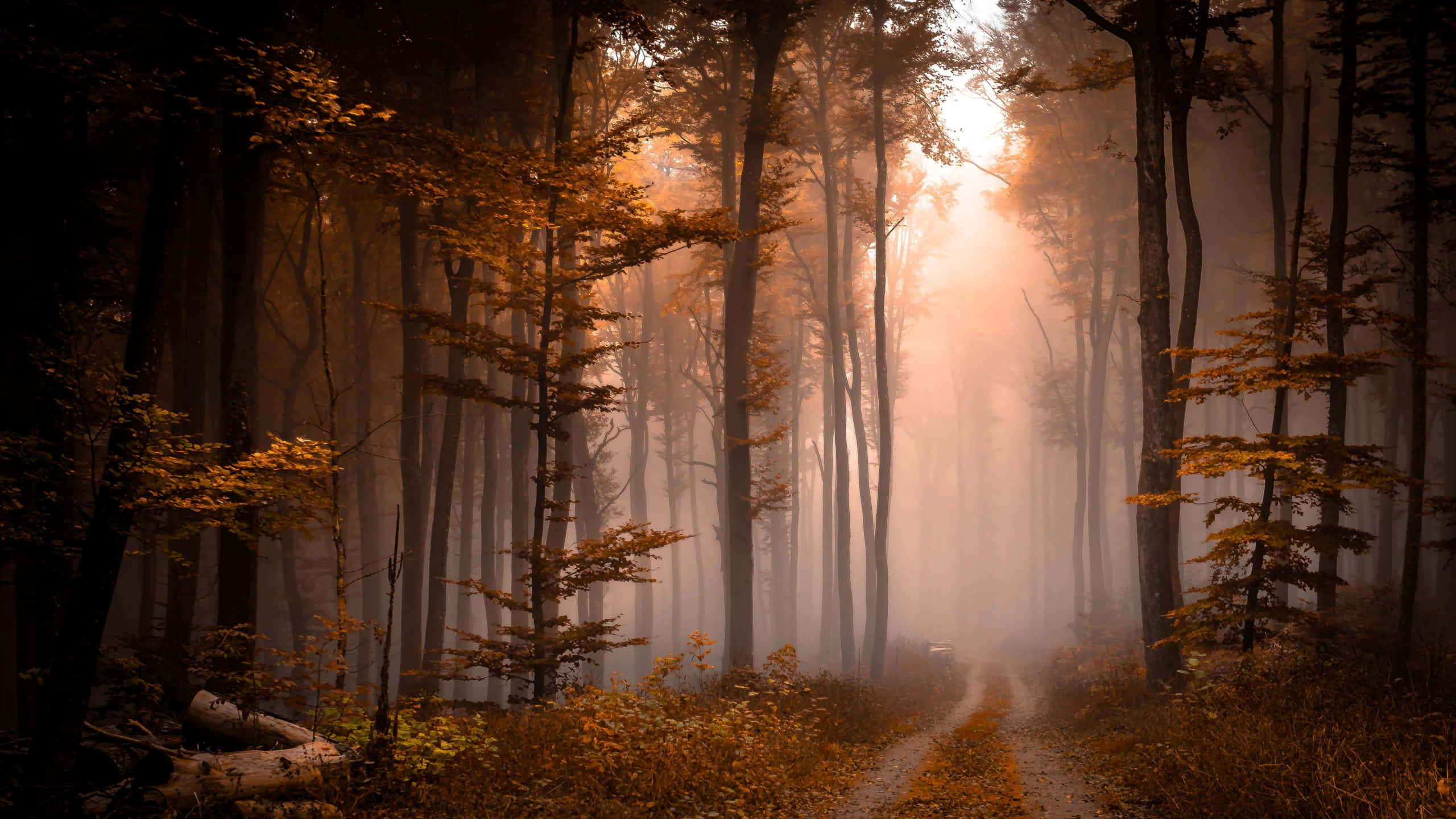 Foggy Aesthetic, Forest Sunset, golden beams, 2K Desktop Wallpaper