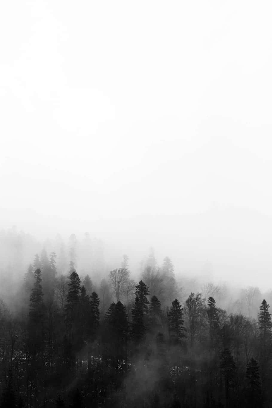 Foggy Aesthetic, Black And White Trees, misty monochrome forest, HD Phone Wallpaper