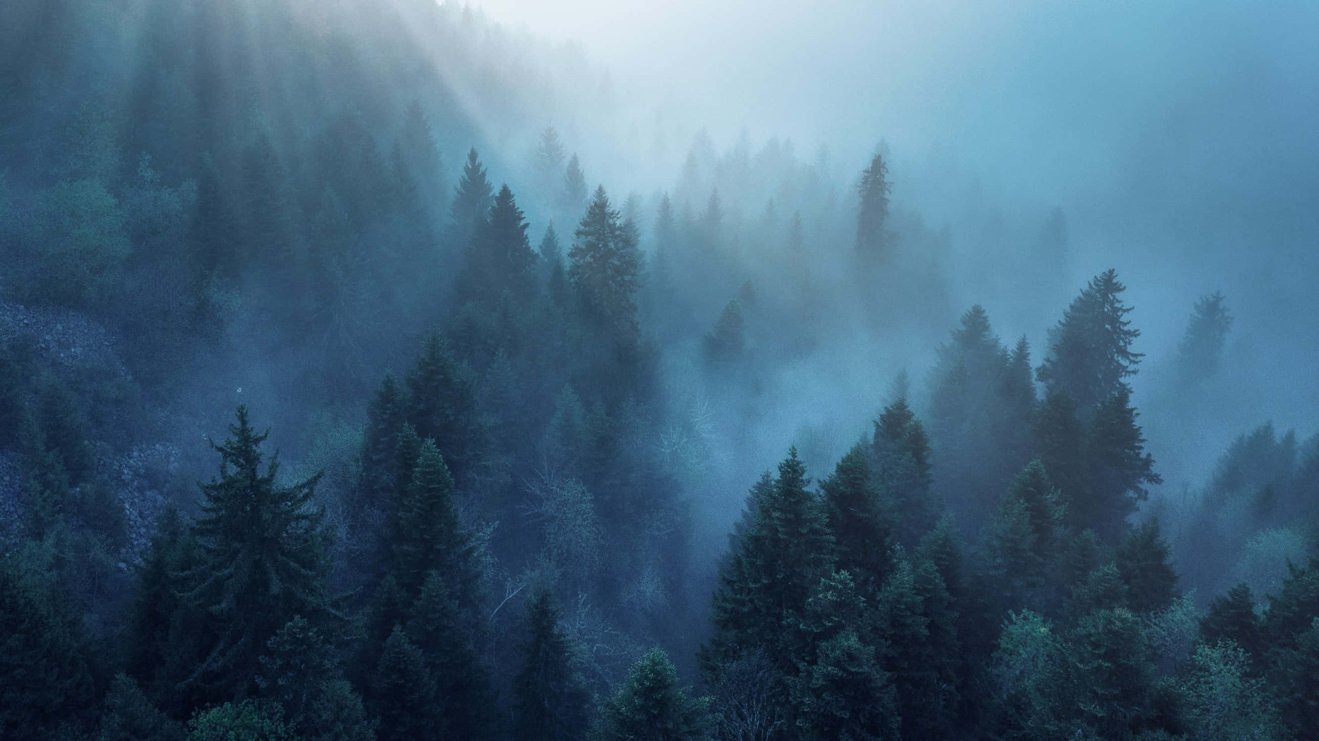 Foggy Aesthetic, misty blue tones, dense pine forest, 2K Desktop Wallpaper