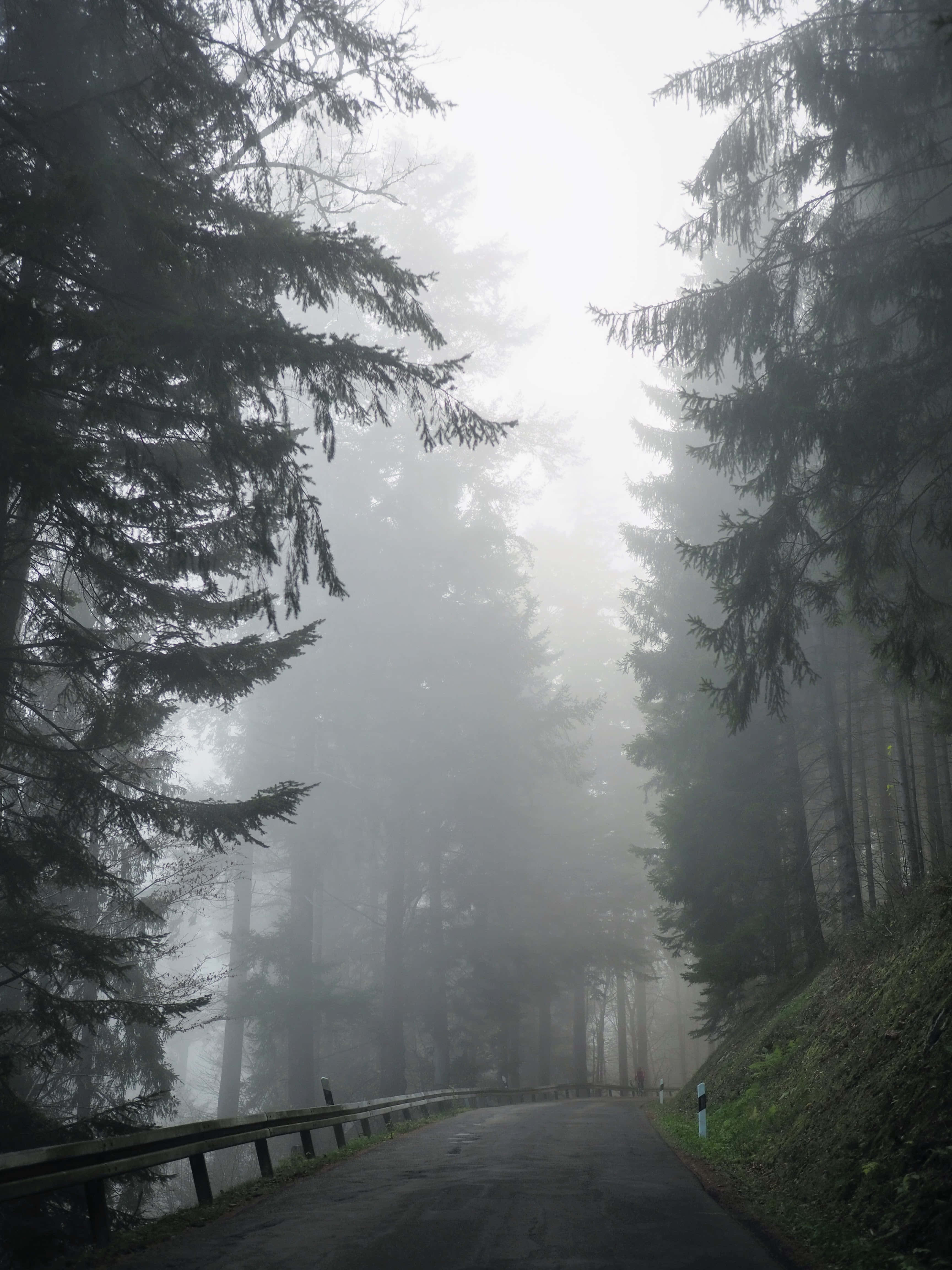 foggy morning, misty forest road, towering evergreens, 4K Phone Wallpaper