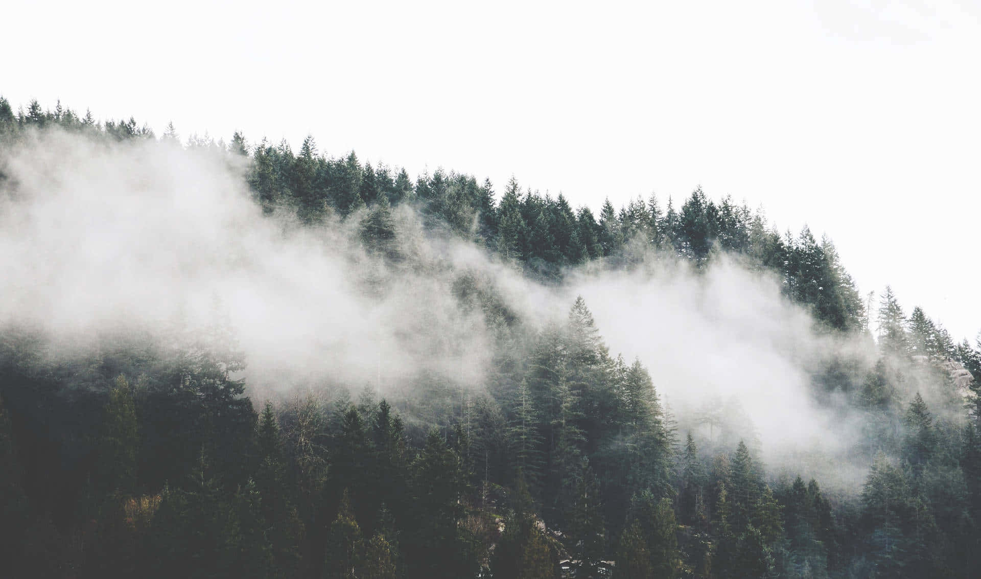 foggy aesthetic, dense evergreen forest, mountain slope, Full HD Desktop Wallpaper