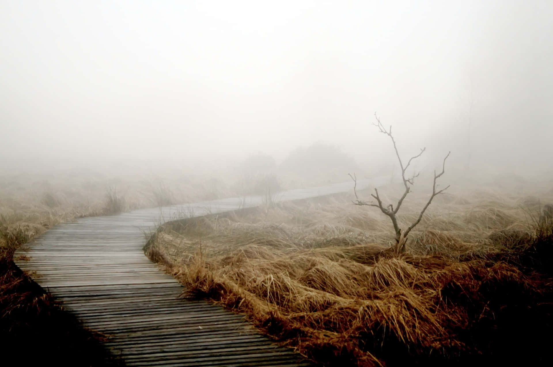 Still And Swampy HD, misty wooden boardwalk, barren field, Full HD Desktop Wallpaper