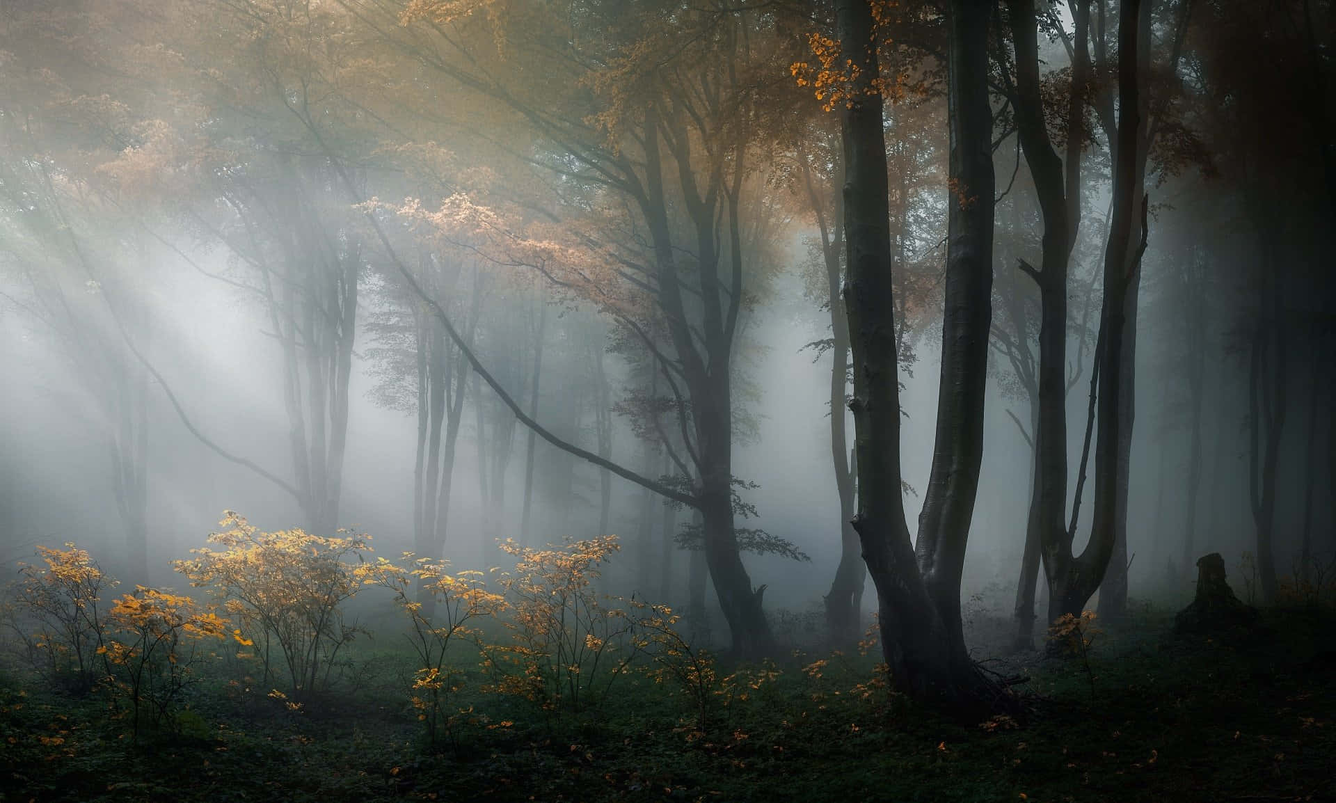 foggy aesthetic, misty autumn forest, soft golden light, Full HD Desktop Wallpaper