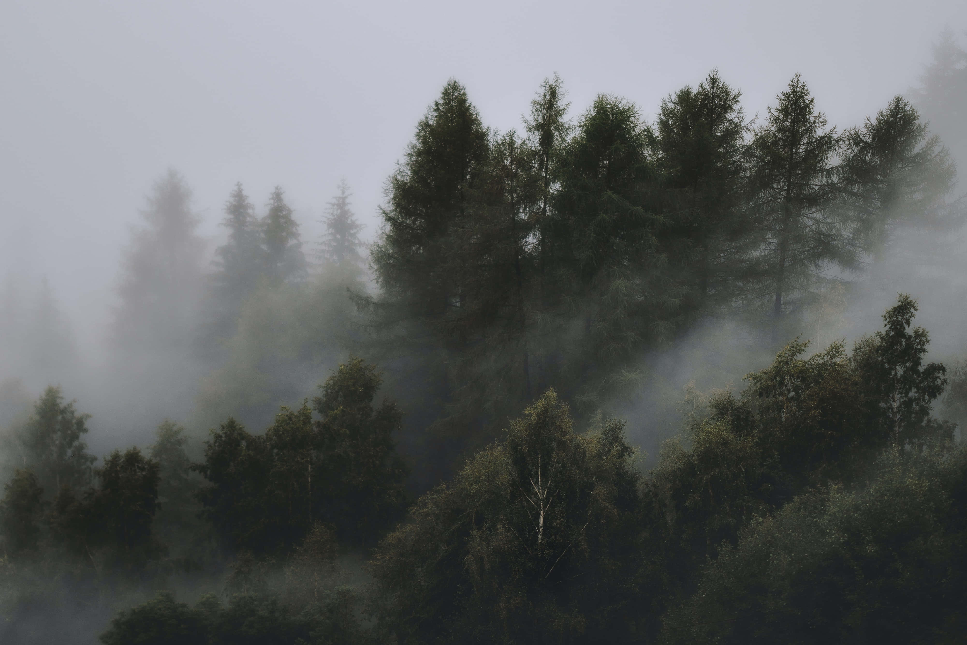 foggy aesthetic, forest, fog, 4K Desktop Wallpaper
