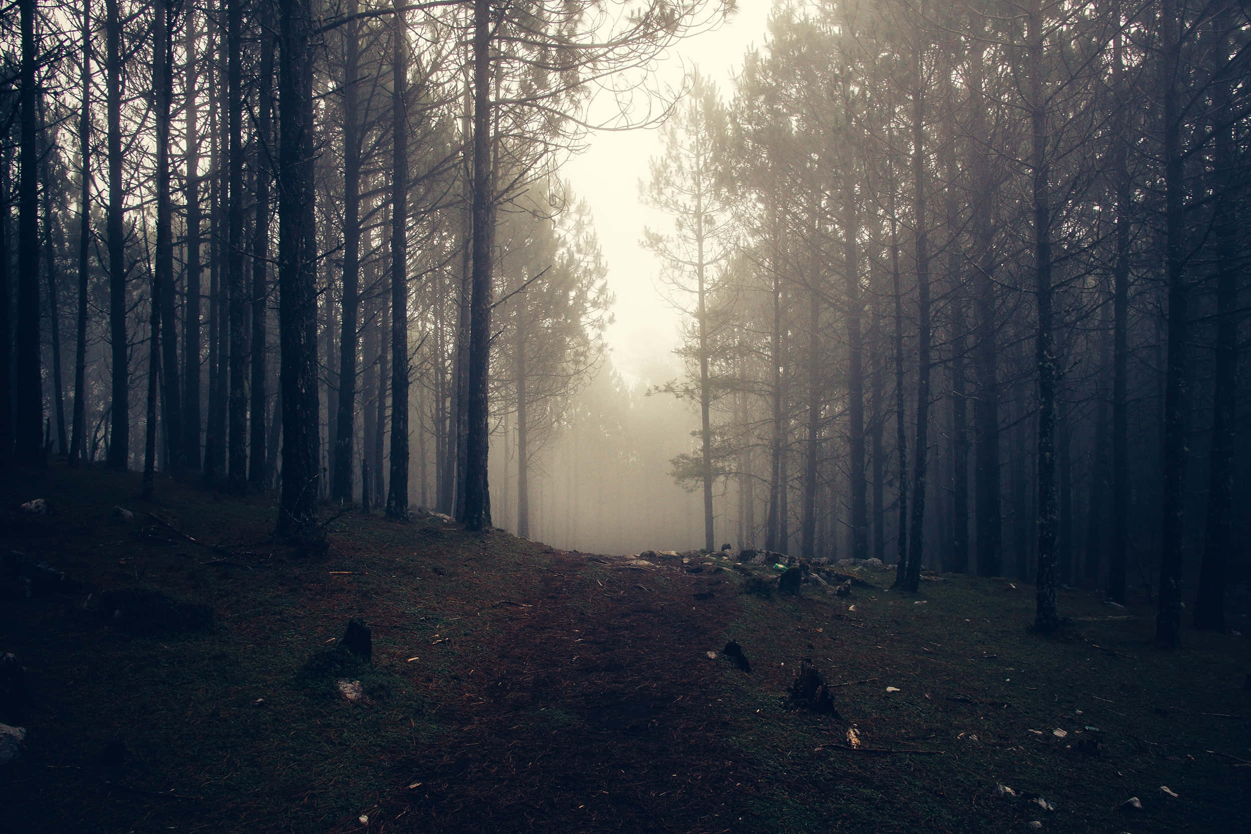 Foggy Aesthetic, misty morning light, tall pine trees, Full HD Desktop Wallpaper