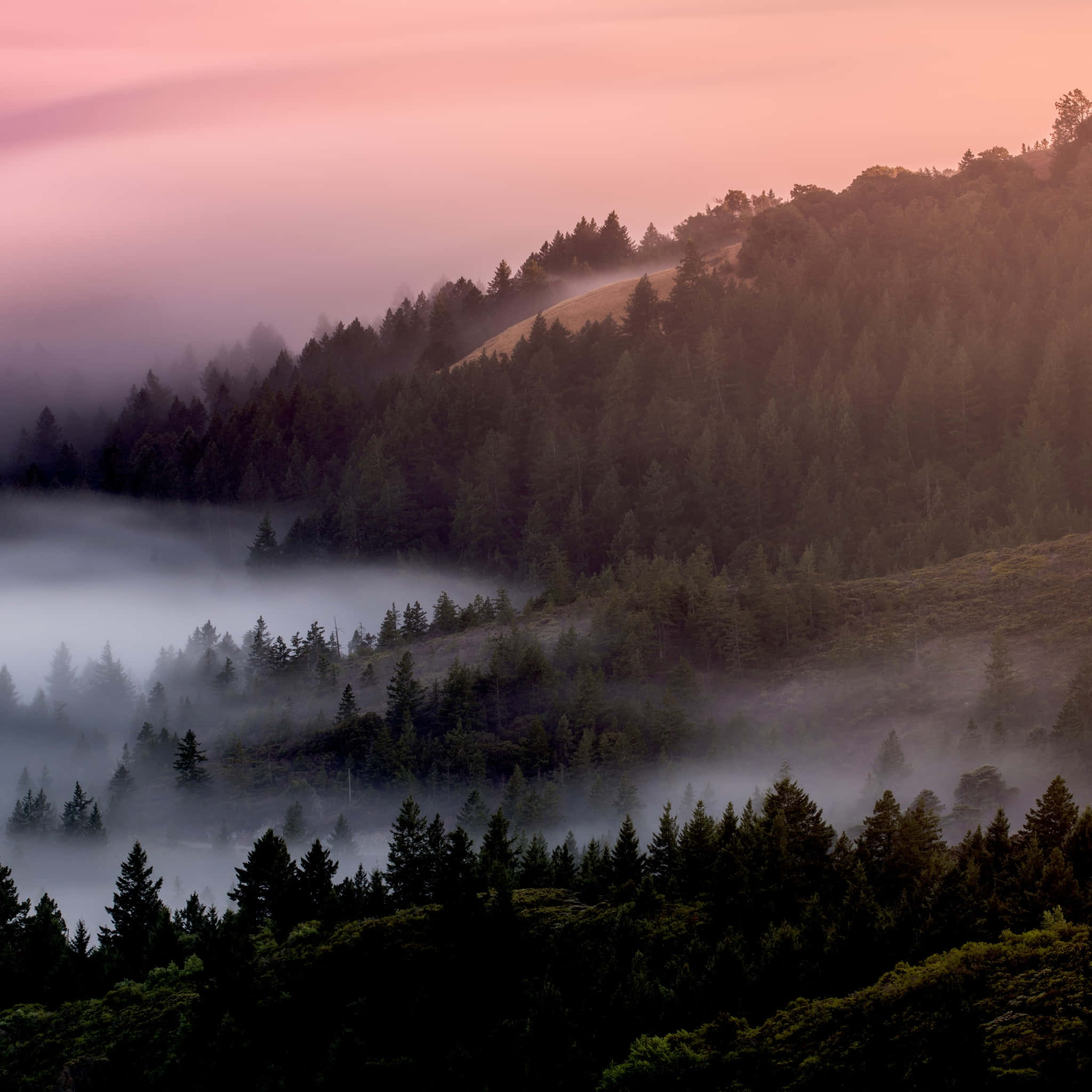 Pink dawn light, mist, forested mountain valley, Full HD Desktop Wallpaper