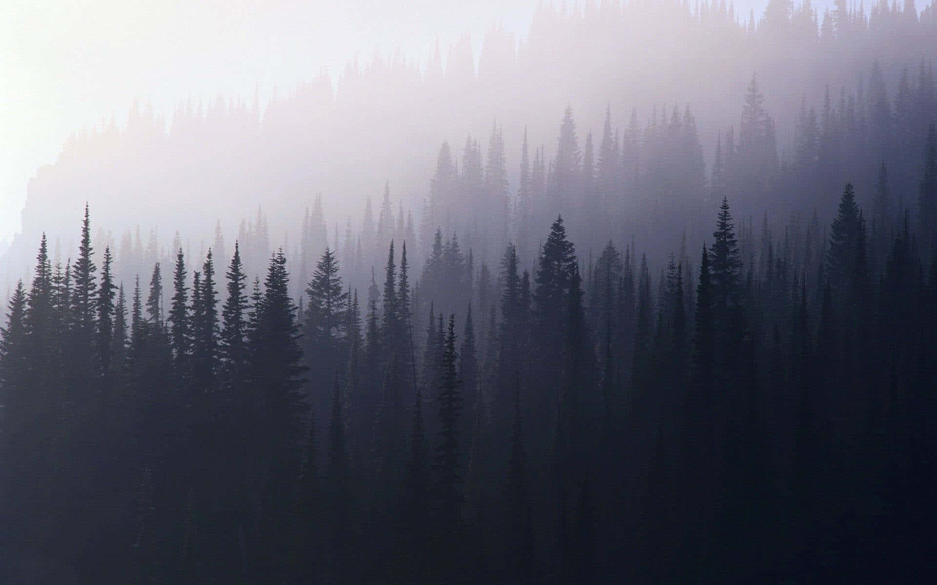 Misty dawn, dense pine forest, soft lavender and gray tones, Full HD Desktop Wallpaper