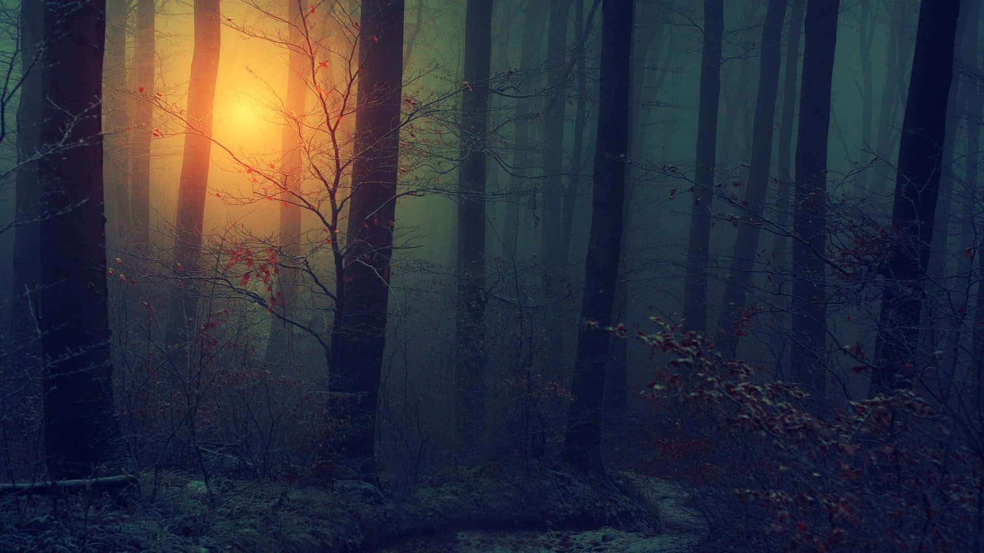 forest, trees, sun, Full HD Desktop Wallpaper