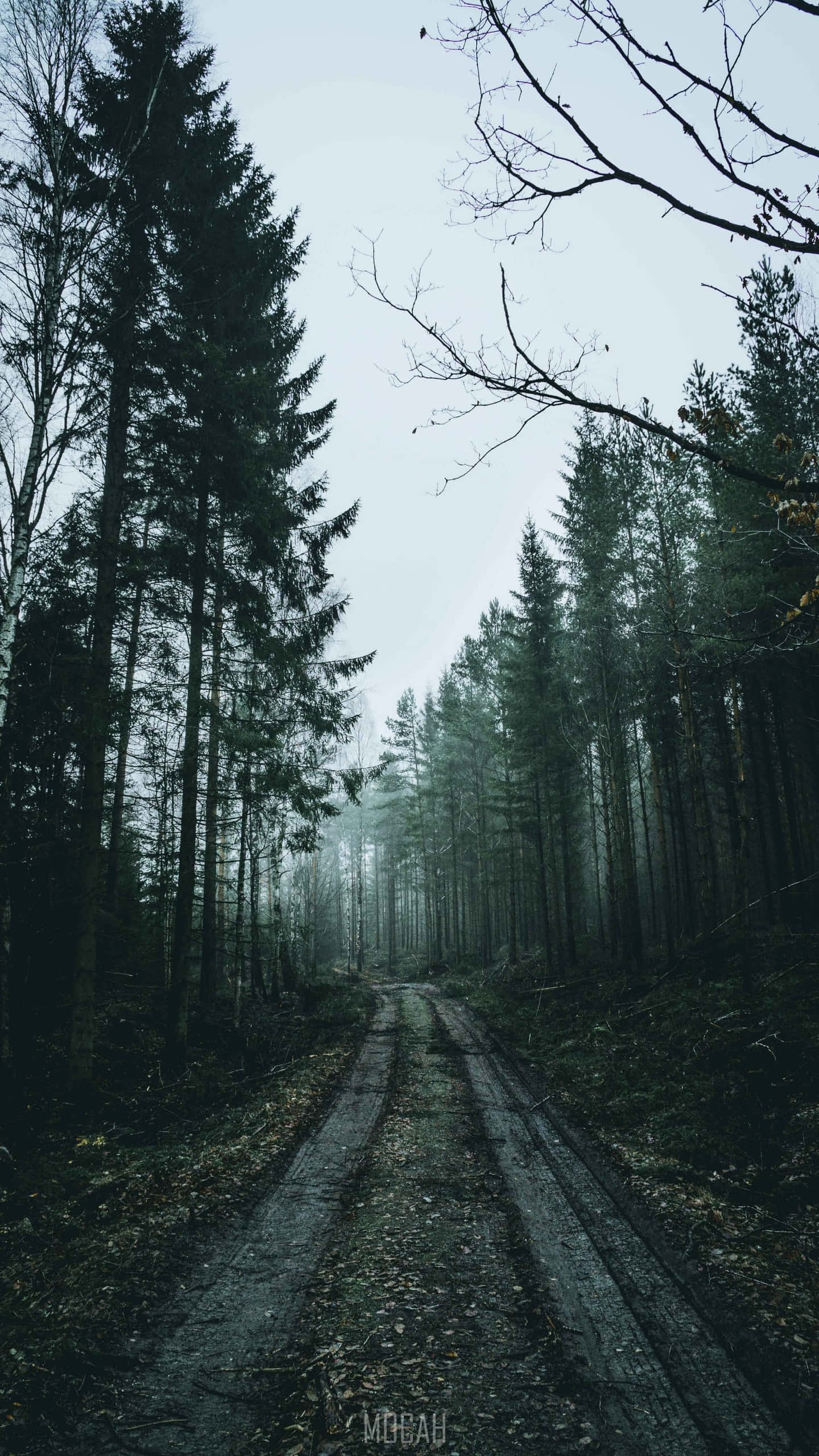 foggy aesthetic, misty forest road, tall evergreens, 2K Phone Wallpaper