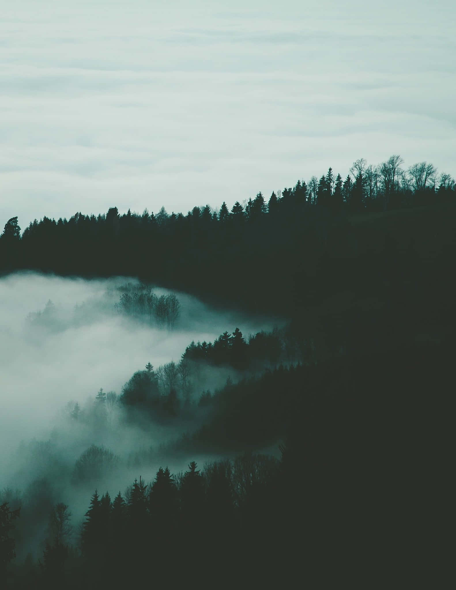 foggy landscape, misty forested hills, sea of fog, Full HD Phone Wallpaper