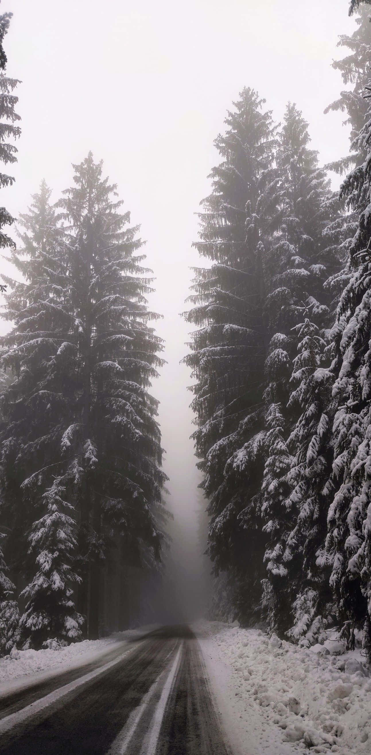 Misty Mountain, snow-covered road, towering evergreen trees, 2K Phone Wallpaper