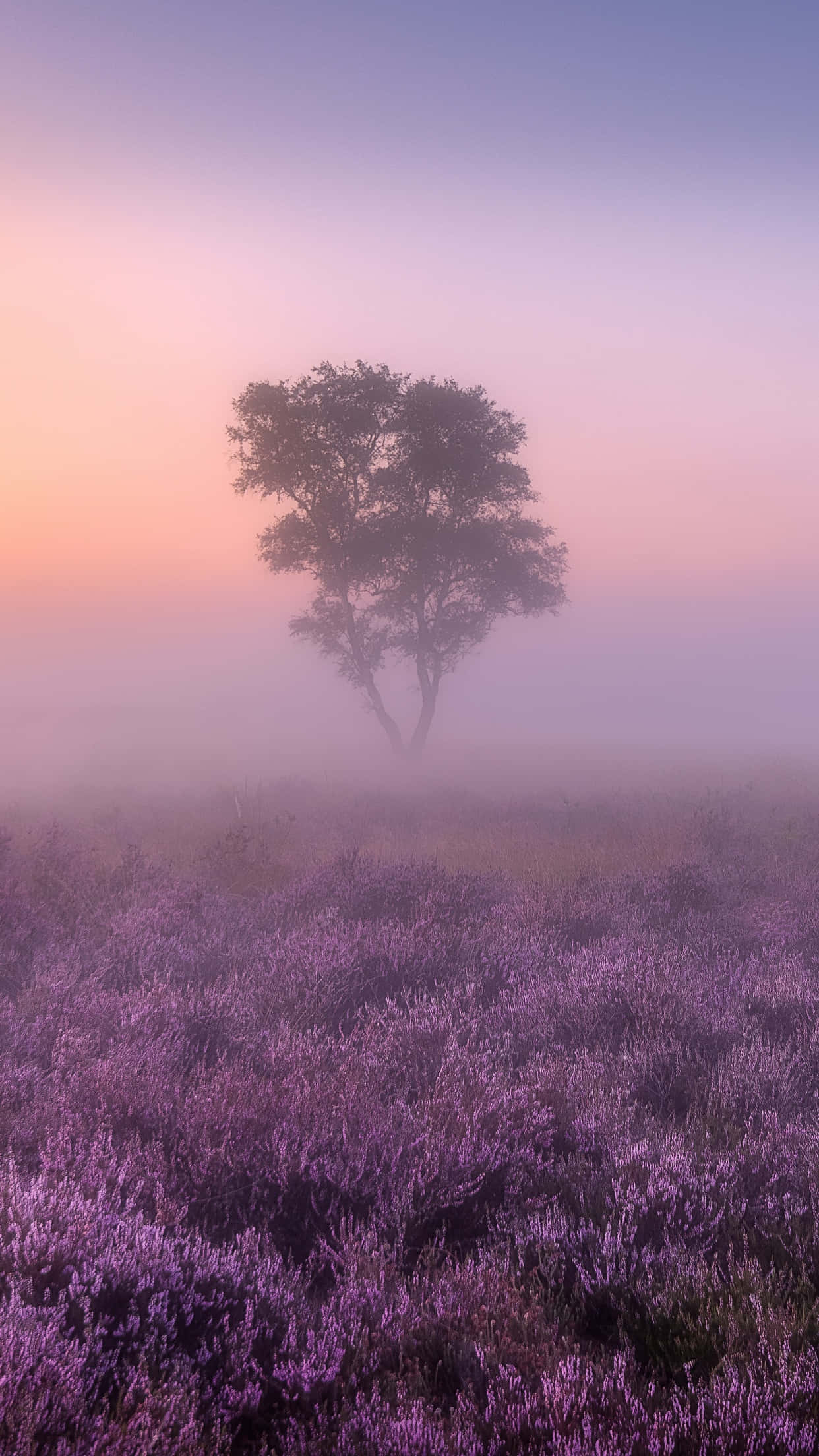 foggy aesthetic, purple flowers, misty purple heather, Full HD Phone Wallpaper