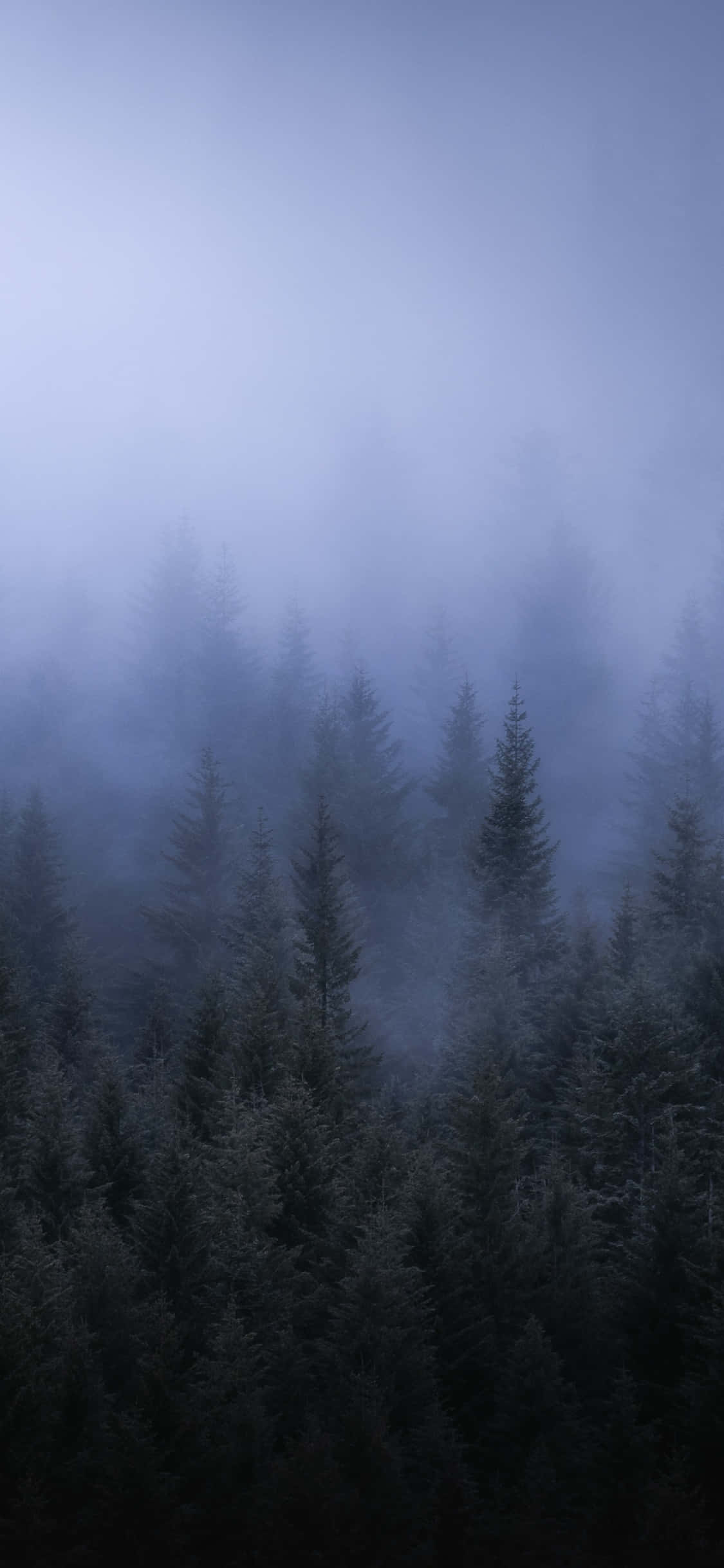 foggy aesthetic, misty evergreen forest, cool blue fog, Full HD Phone Wallpaper