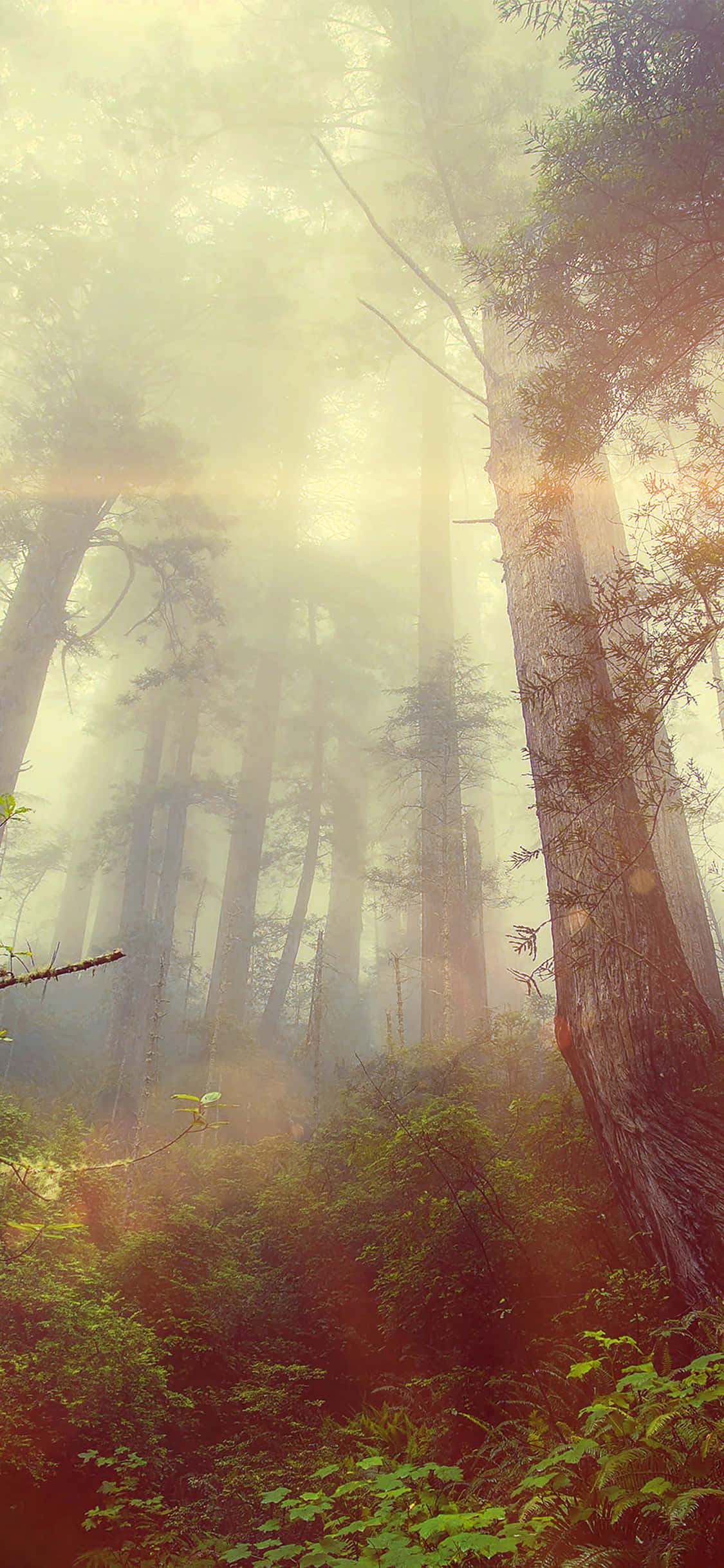 foggy landscape, misty forest, sunlight, Full HD Phone Wallpaper