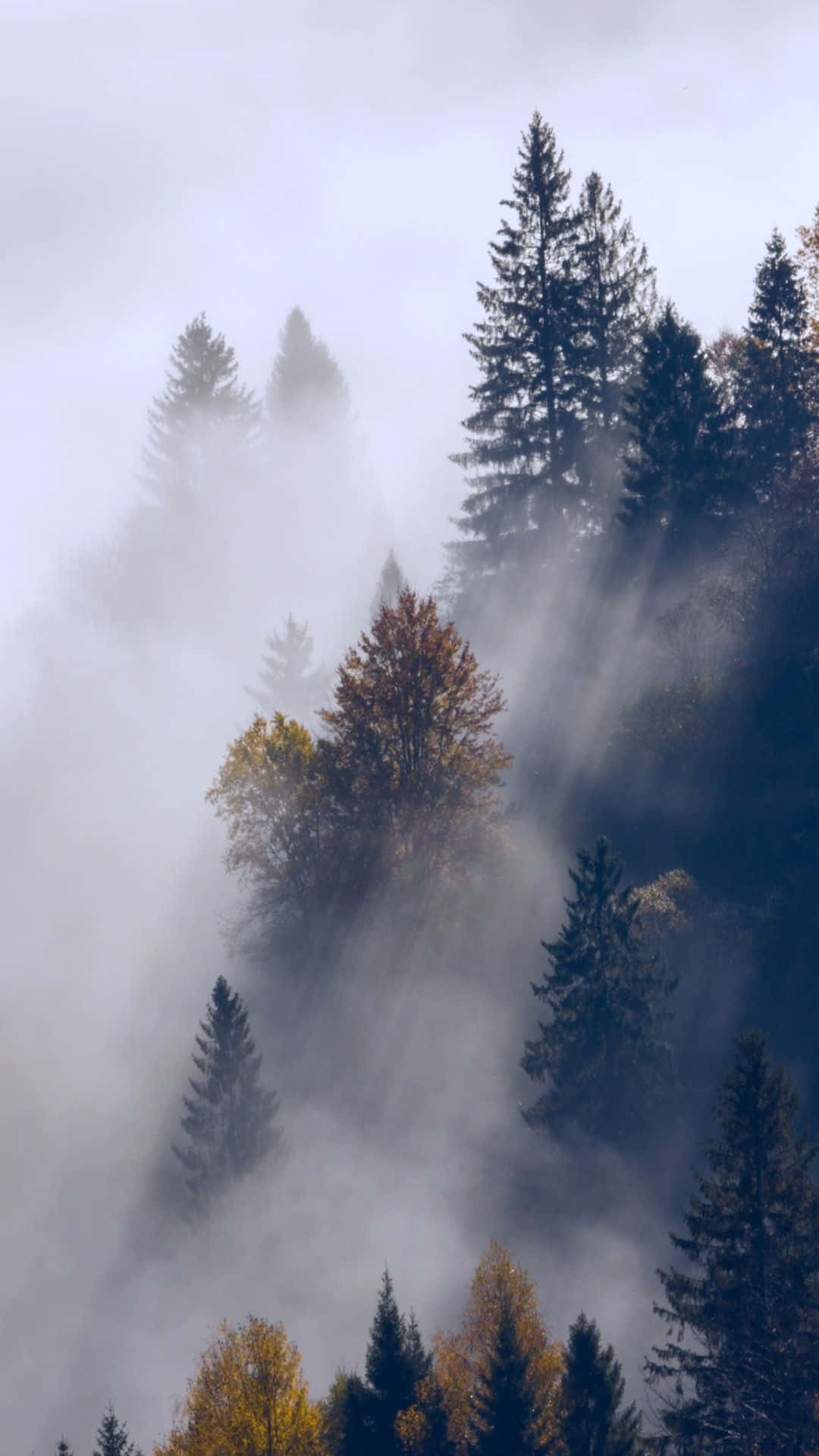 fog, mountains, evergreens, Full HD Phone Wallpaper