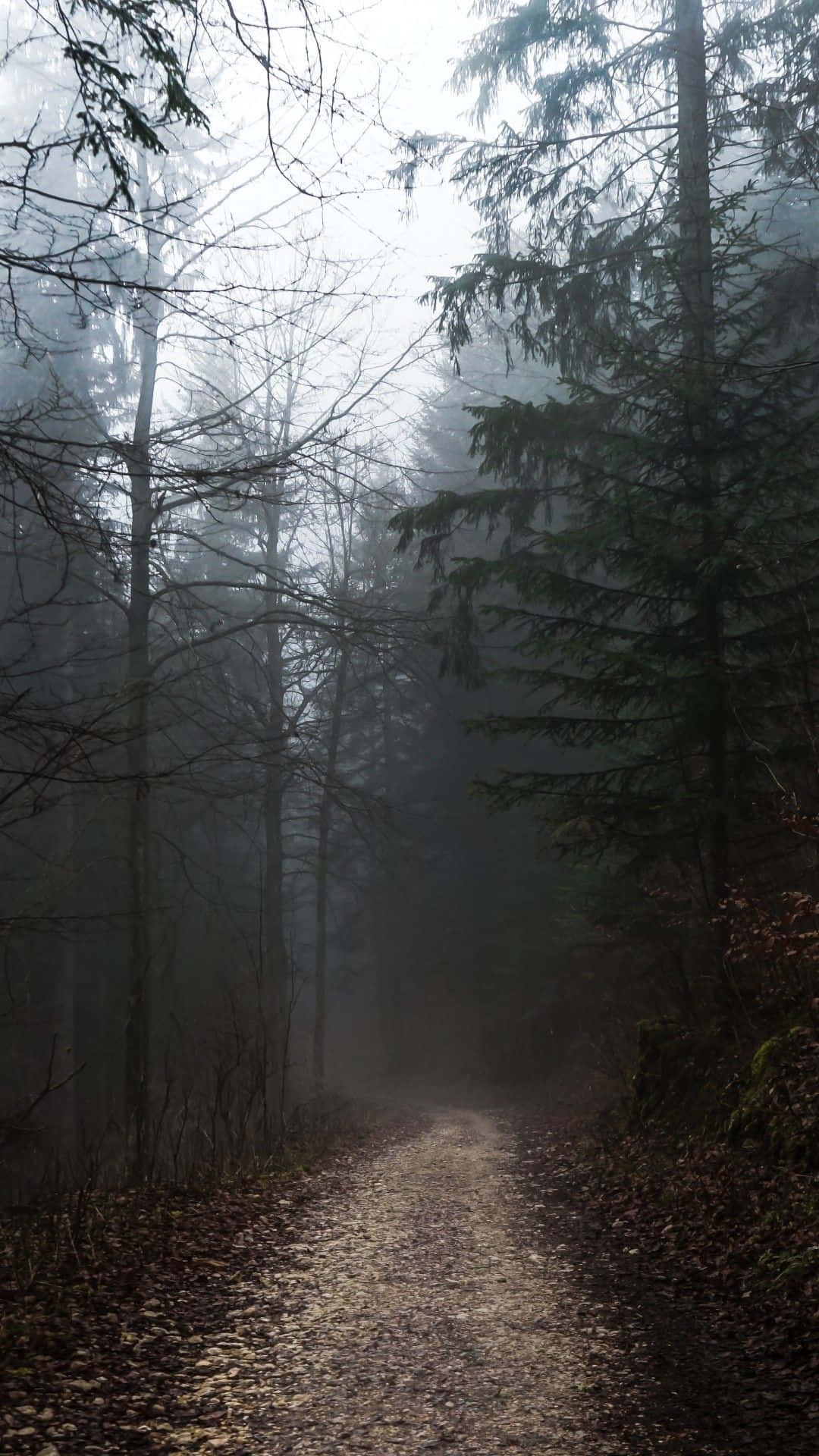 foggy aesthetic, misty forest path, bare trees, Full HD Phone Wallpaper