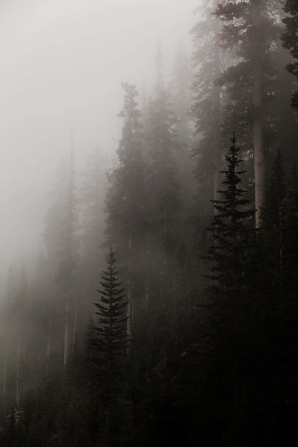 foggy forest, towering pine trees, dense fog, HD Phone Wallpaper