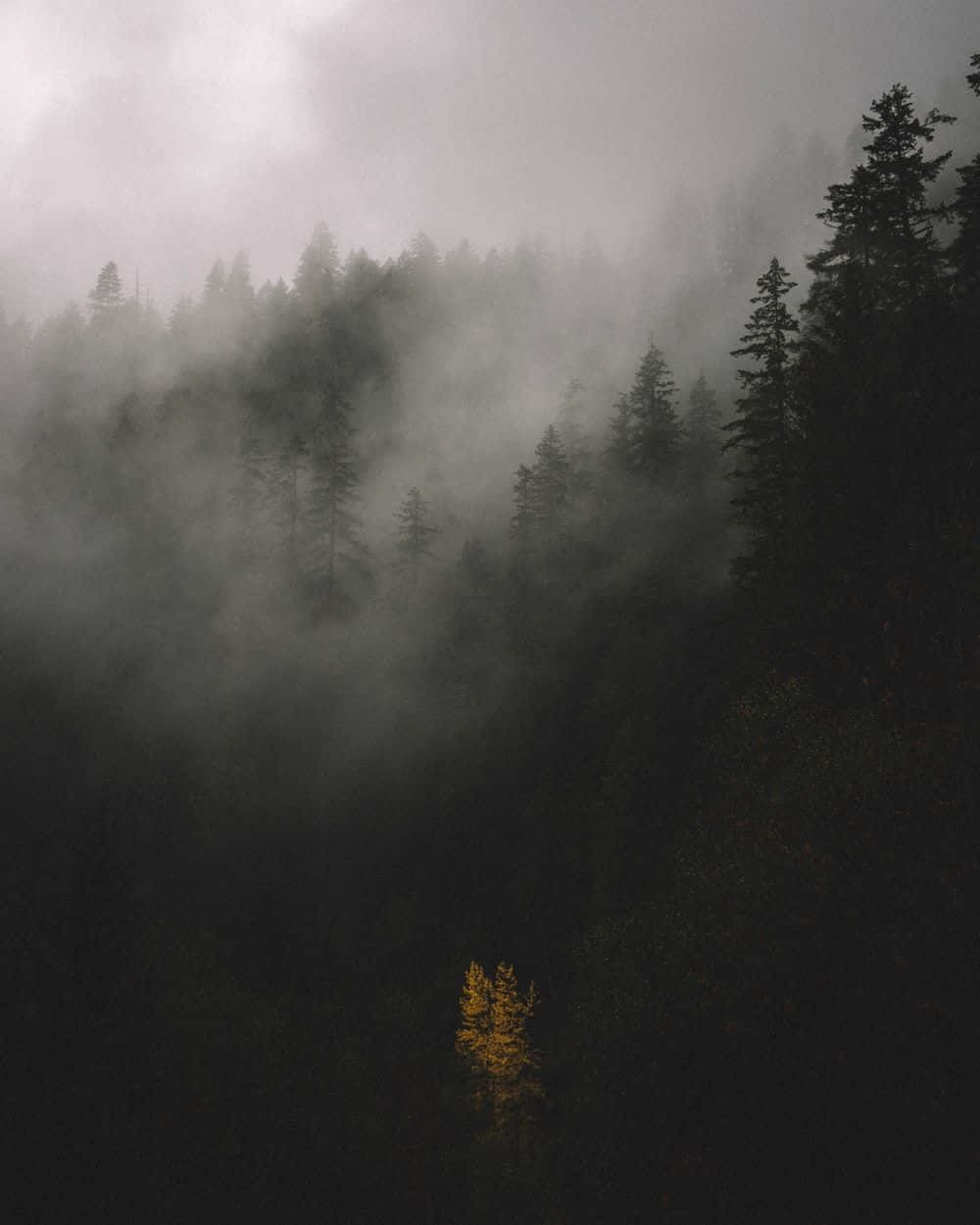 foggy aesthetic, misty forest valley, dark pine trees, SD Phone Wallpaper
