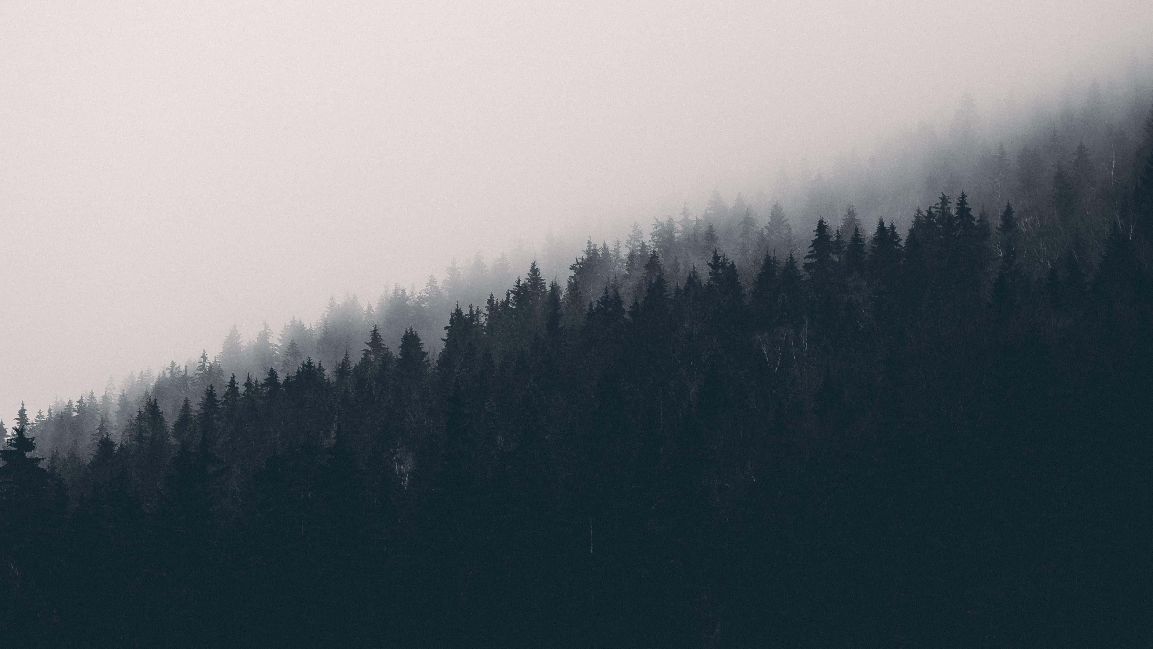 foggy aesthetic, misty fog, dense pine forest, 4K Desktop Wallpaper