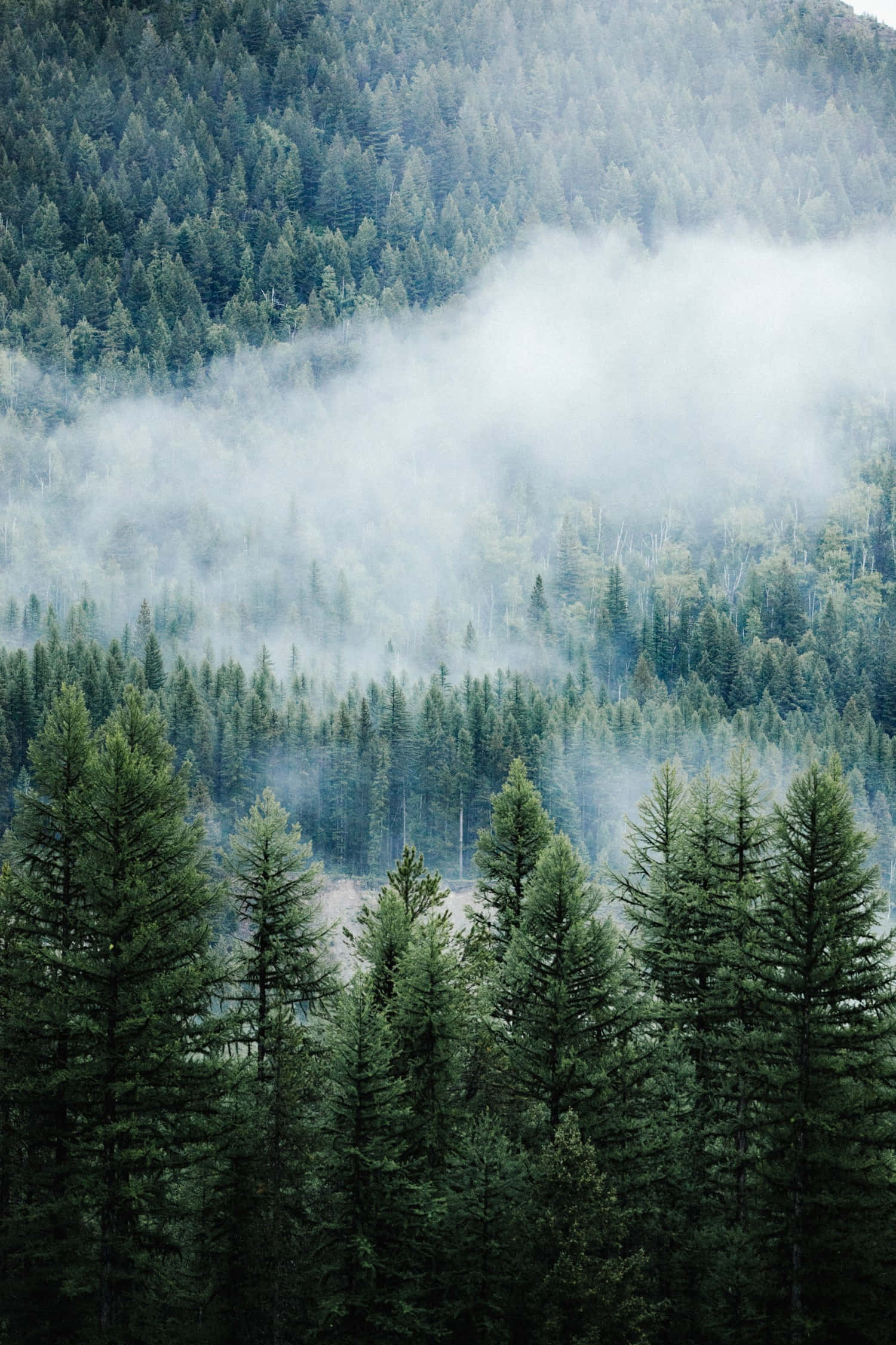 foggy aesthetic, evergreen forest, rolling mountain slopes, Full HD Phone Wallpaper