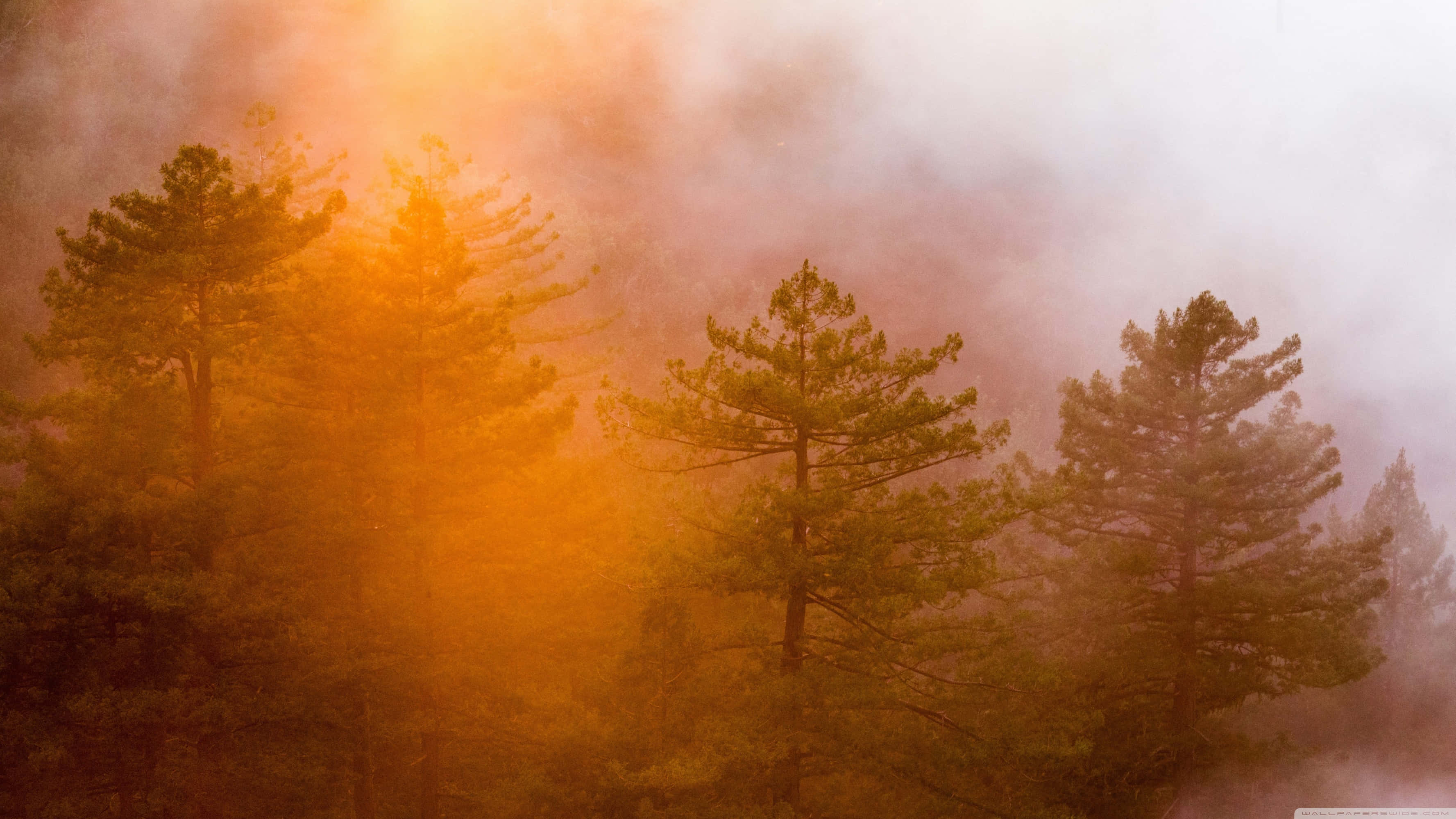 foggy aesthetic, forest, pine trees, 2K Desktop Wallpaper