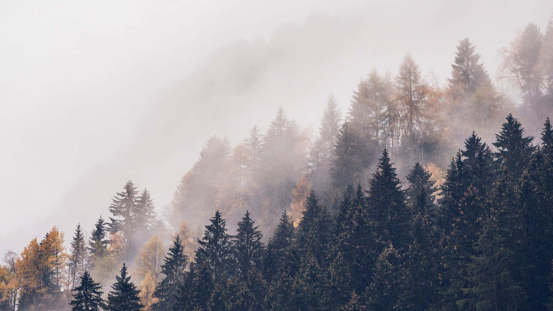 foggy aesthetic, misty forest slopes, evergreens, Full HD Desktop Wallpaper