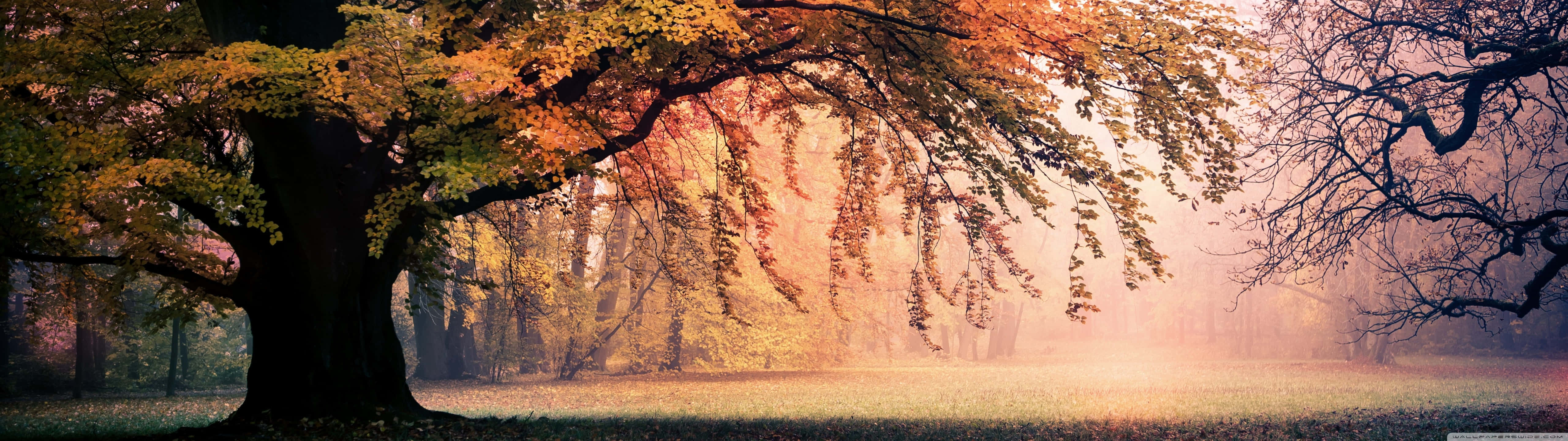 autumn tree, fiery orange and golden leaves, misty forest, 5K Desktop Wallpaper