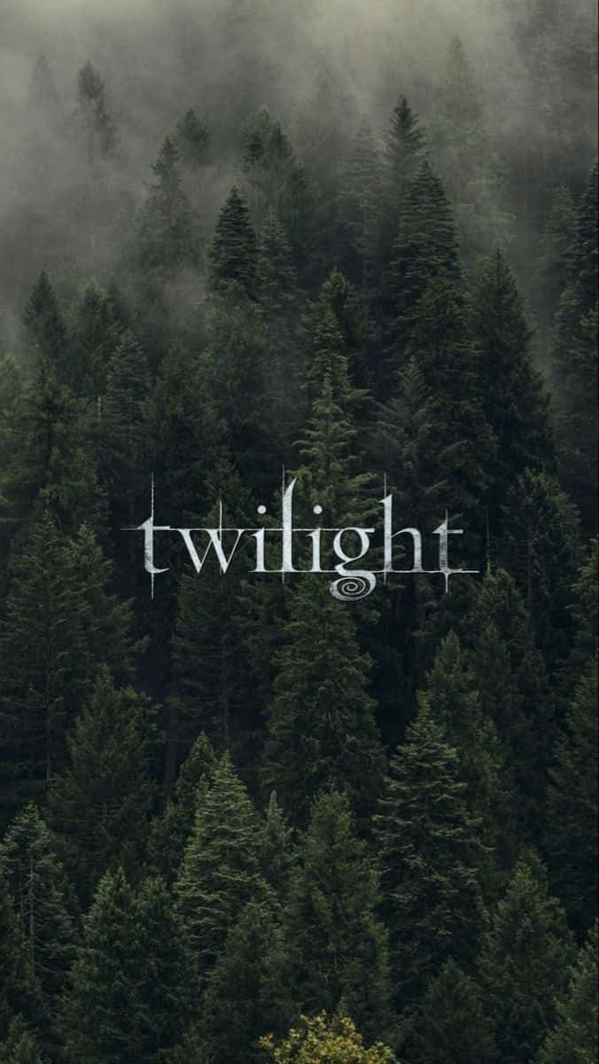 Misty forest, tall evergreens, twilight, SD Phone Wallpaper