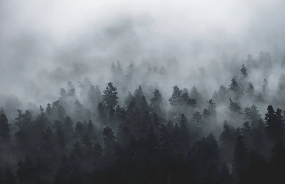 Foggy Forest