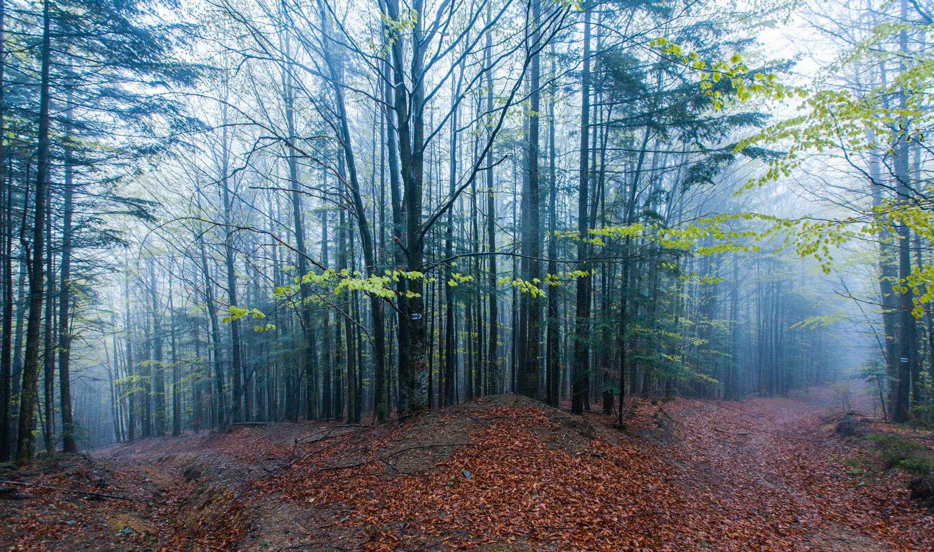 foggy forest, misty forest path, tall trees, Full HD Desktop Wallpaper