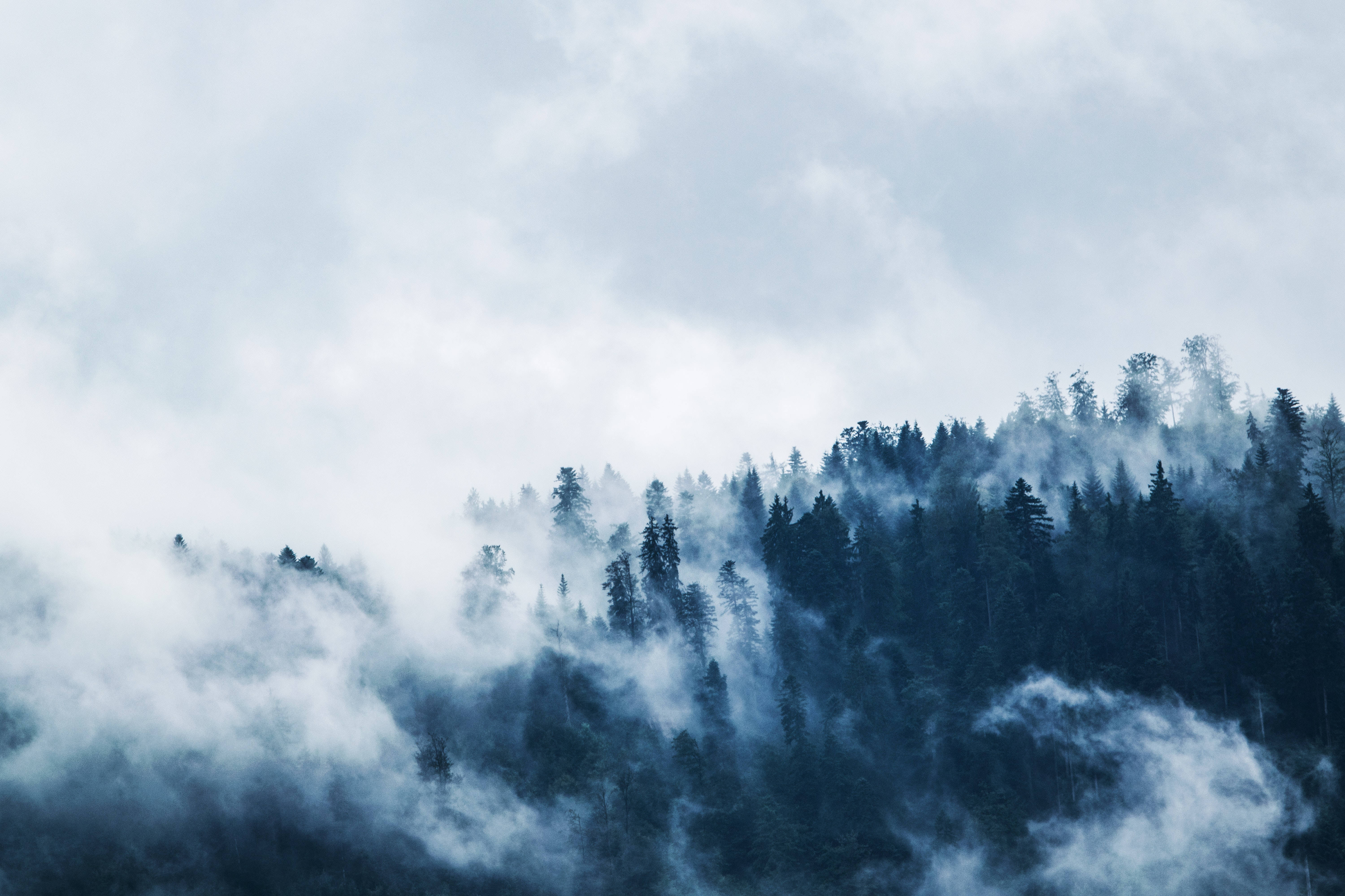 misty blue forest, swirling fog, cloudy sky, 5K Desktop Wallpaper