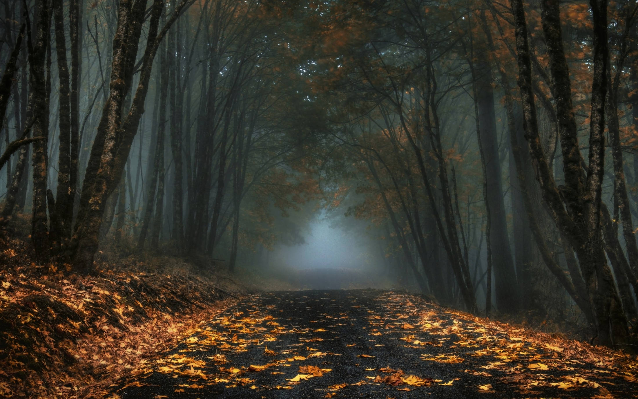 foggy forest, damp road, autumn forest, Full HD Desktop Wallpaper