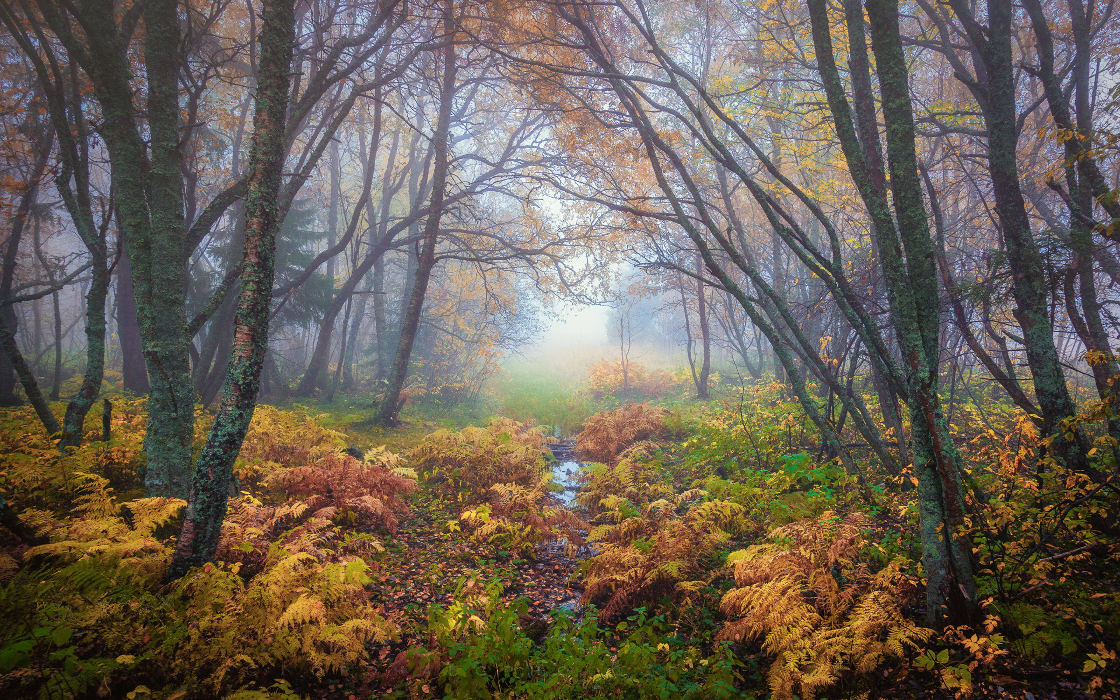 Foggy Forest, autumn forest, golden ferns, 4K Desktop Wallpaper
