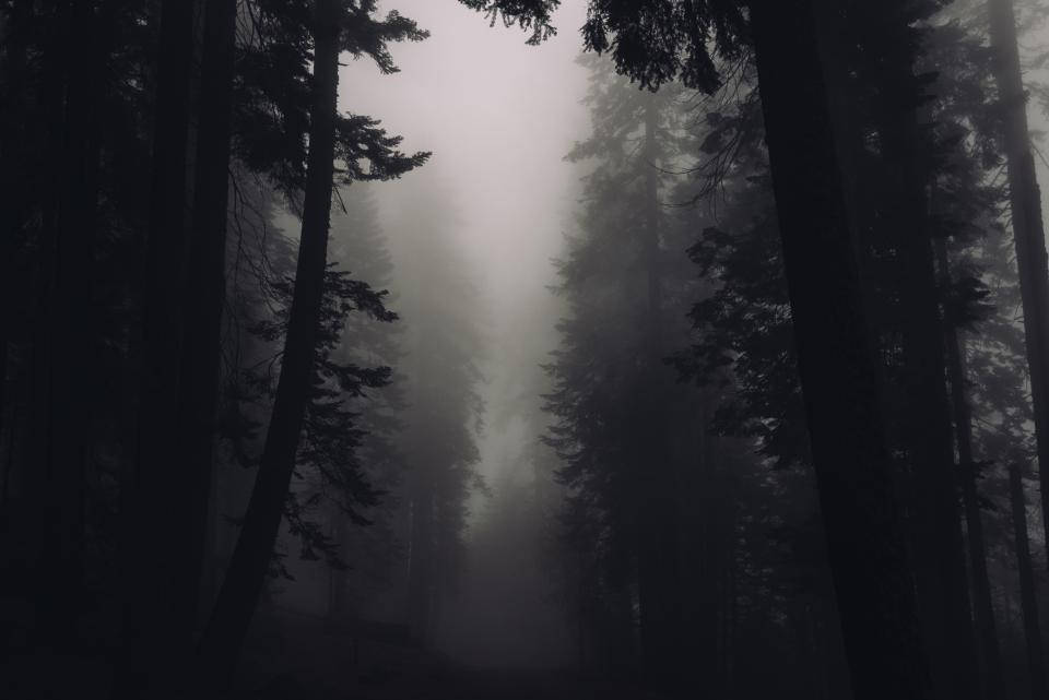 Foggy Forest, misty forest path, tall pine trees, SD Desktop Wallpaper