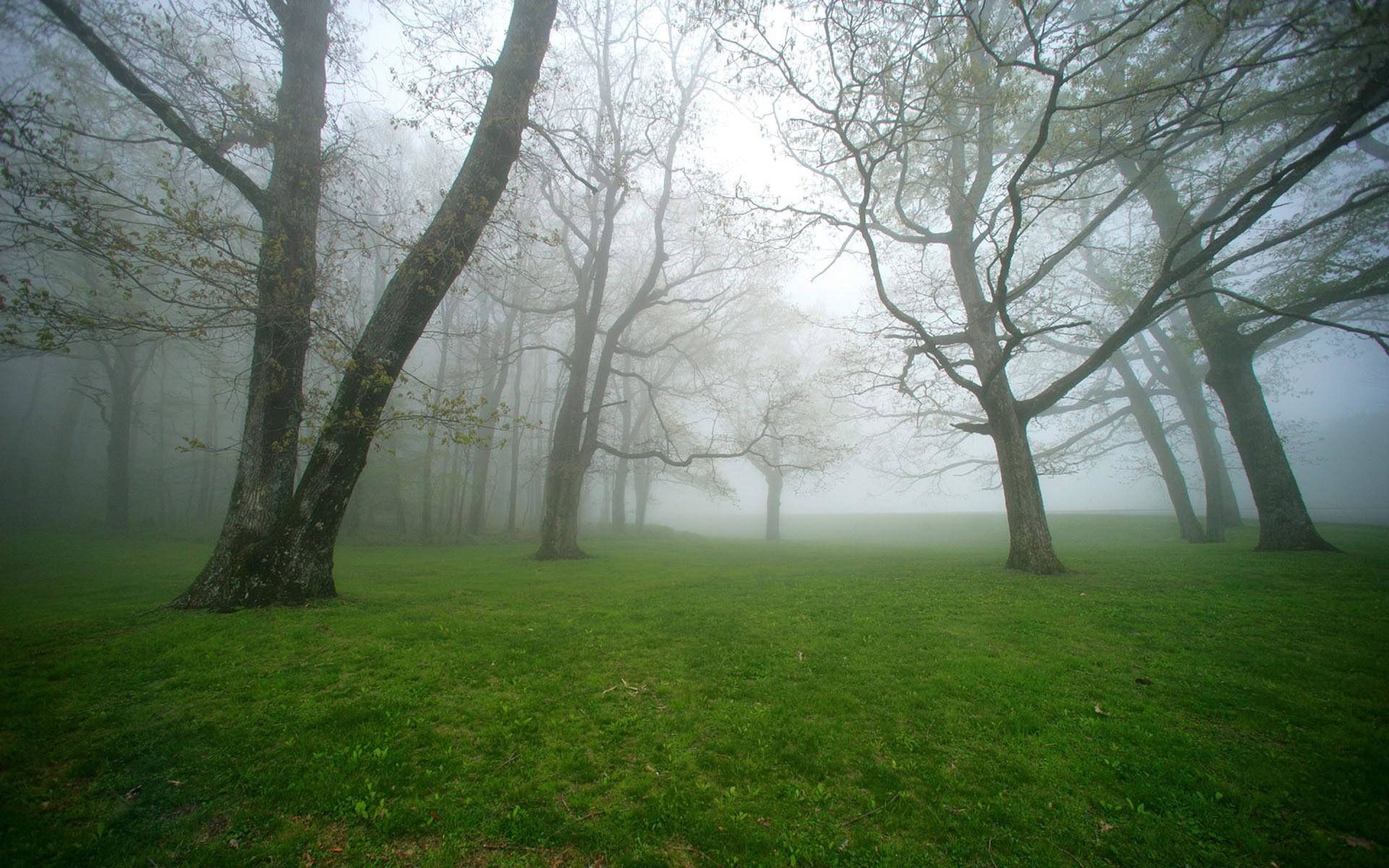 Foggy, forest, bare trees, Full HD Desktop Wallpaper
