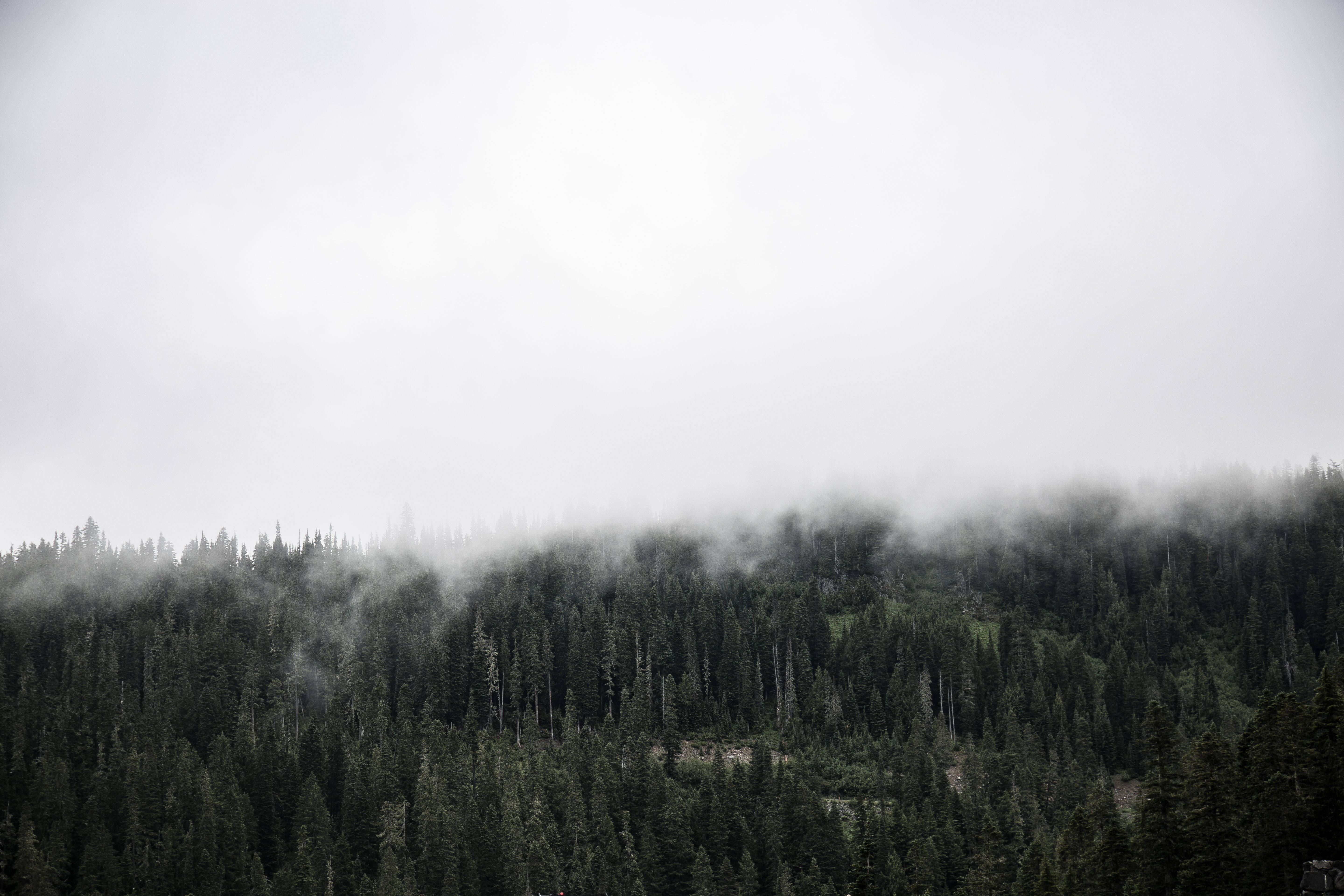 foggy forest, pine trees, evergreen forest, 5K Desktop Wallpaper