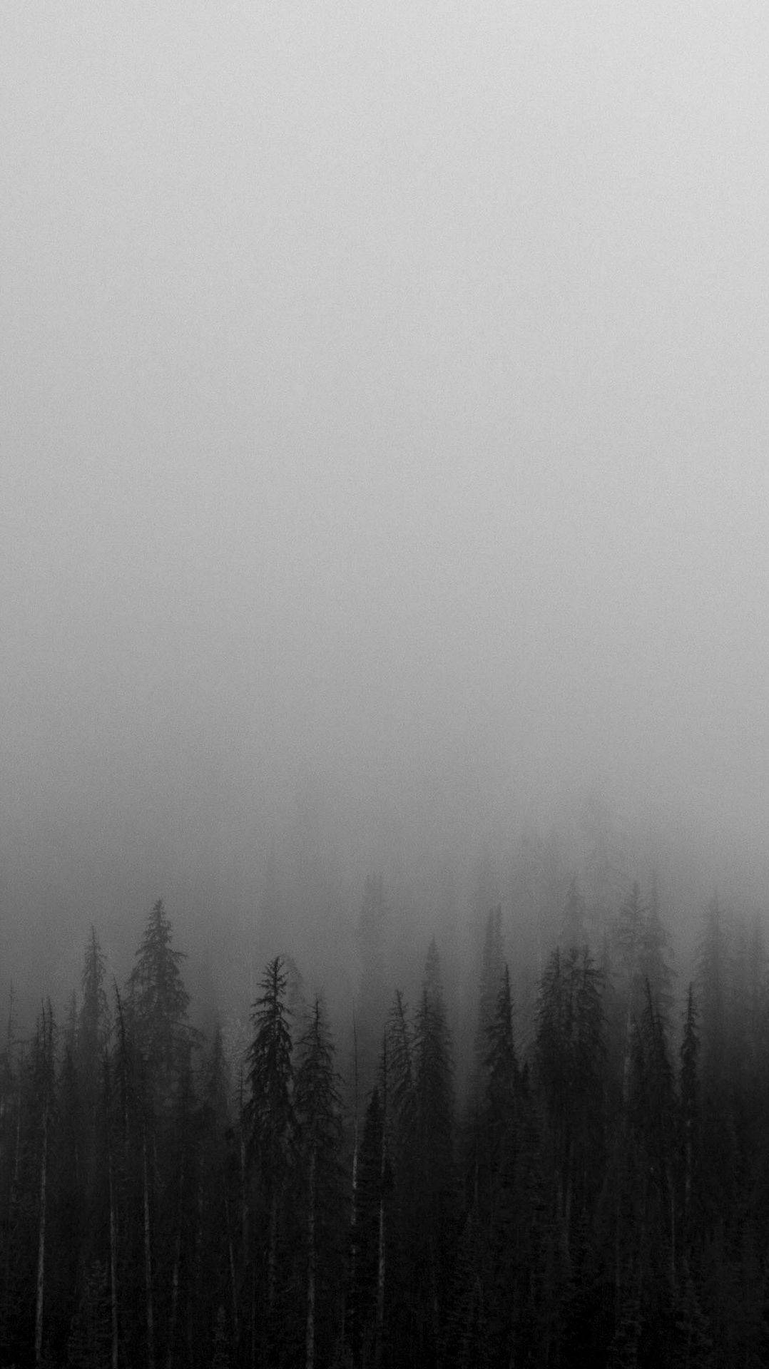 black white iphone, foggy forest, misty forest, Full HD Phone Wallpaper