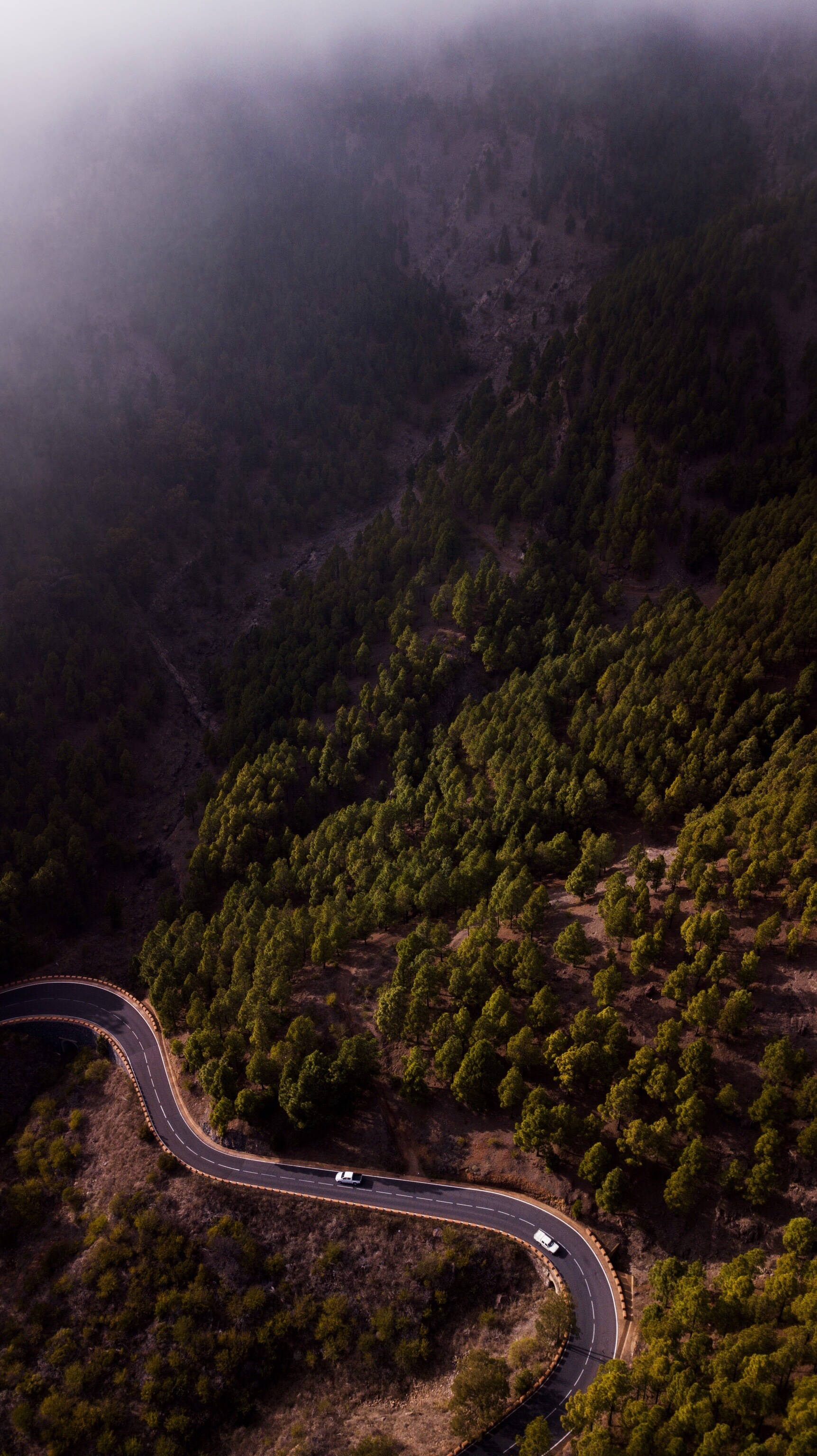 foggy forest, winding mountain road, dense green forests, 2K Phone Wallpaper