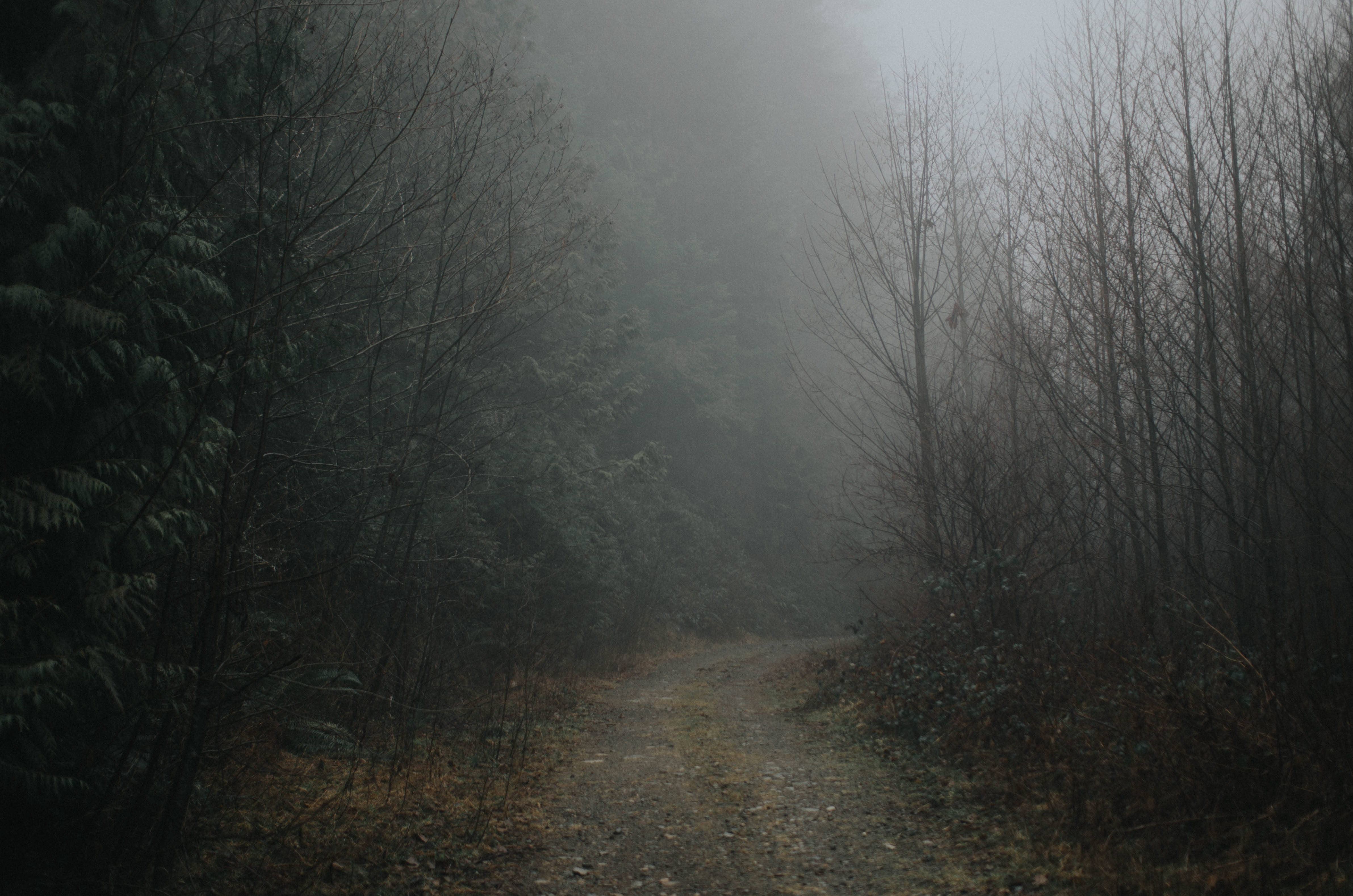 Foggy Forest, misty forest path, bare trees, 4K Desktop Wallpaper